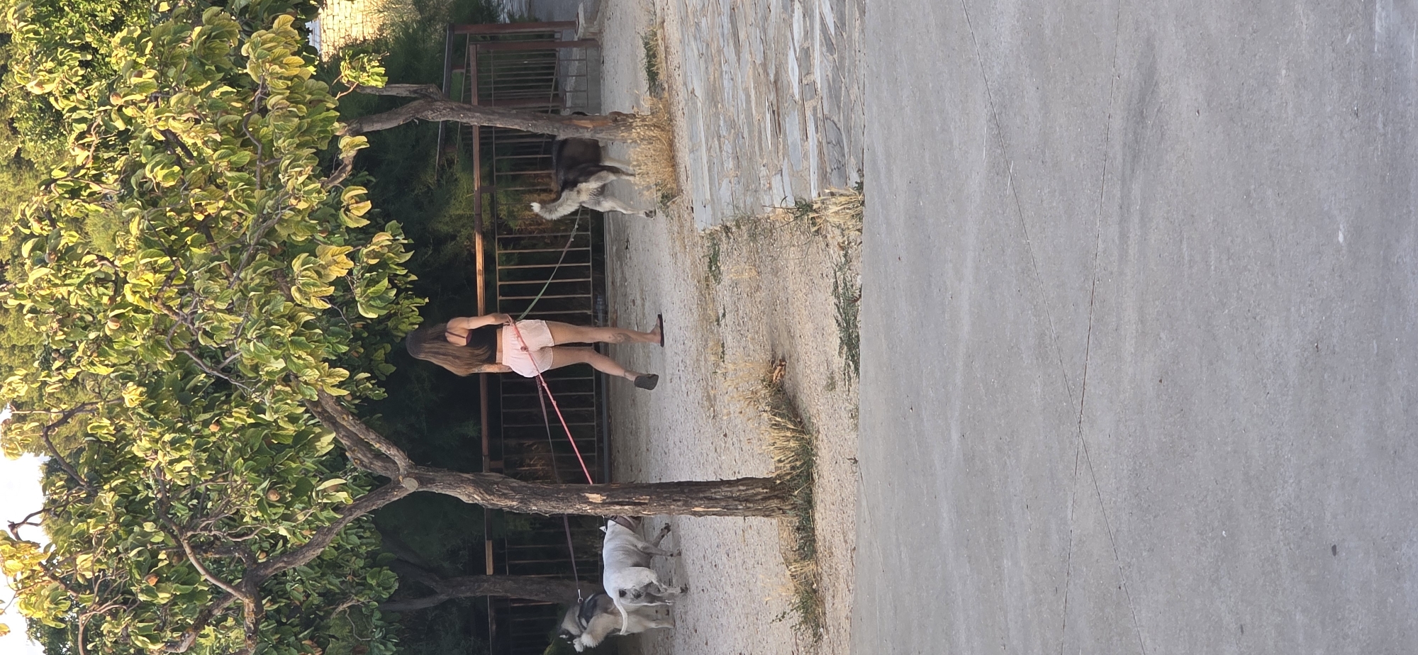 A young woman with long brown hair is walking away from the camera, holding leashes attached to three dogs. She is wearing a black tank top and pink shorts. The dogs are a husky, a white bull terrier, and a larger brown and black dog. They are walking on a dirt path under trees with green leaves and some fruit. A metal fence is visible behind the dogs. The scene is outdoors, possibly a park or a residential area. There is a paved area in the foreground and stone paving to the right of the dirt path. There is no specific indication of the location within the city of Huesca, Spain.