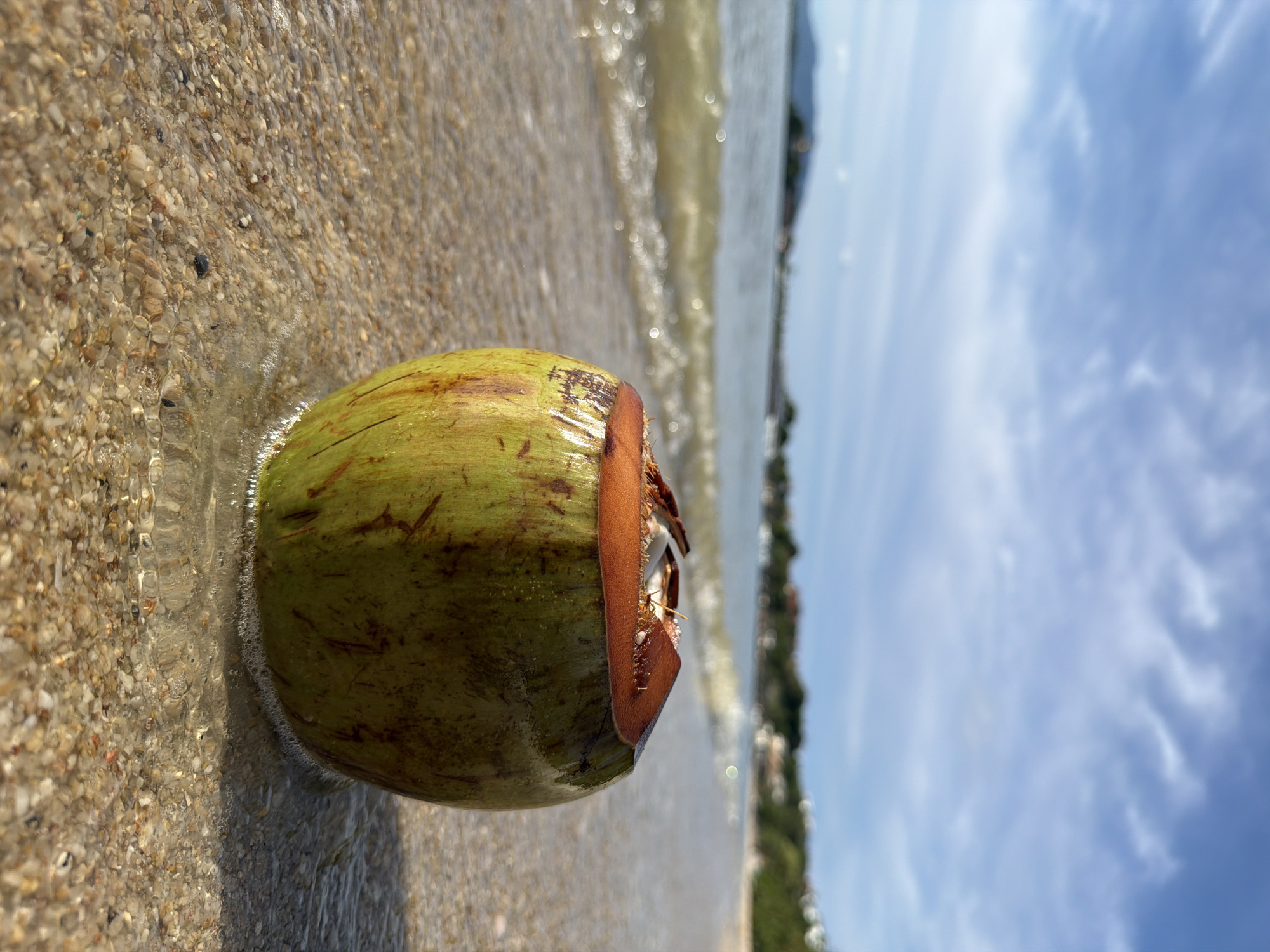 A whole green coconut is partially submerged in shallow water on a sandy beach. The coconut is oriented with its stem end towards the viewer. The water is clear and has small waves lapping at the shore. The sand is light brown and composed of small pebbles and grains. In the background, the ocean extends to the horizon, with a faint suggestion of buildings and vegetation along the coastline. The sky is blue with scattered white clouds, indicating a clear and sunny day. The image is taken from a low angle, emphasizing the coconut and its immediate surroundings. The lighting suggests it is daytime, likely mid-morning or afternoon. No people are visible in the frame. There is no visible text in the image. The overall mood is peaceful and serene, evoking a tropical beach setting.