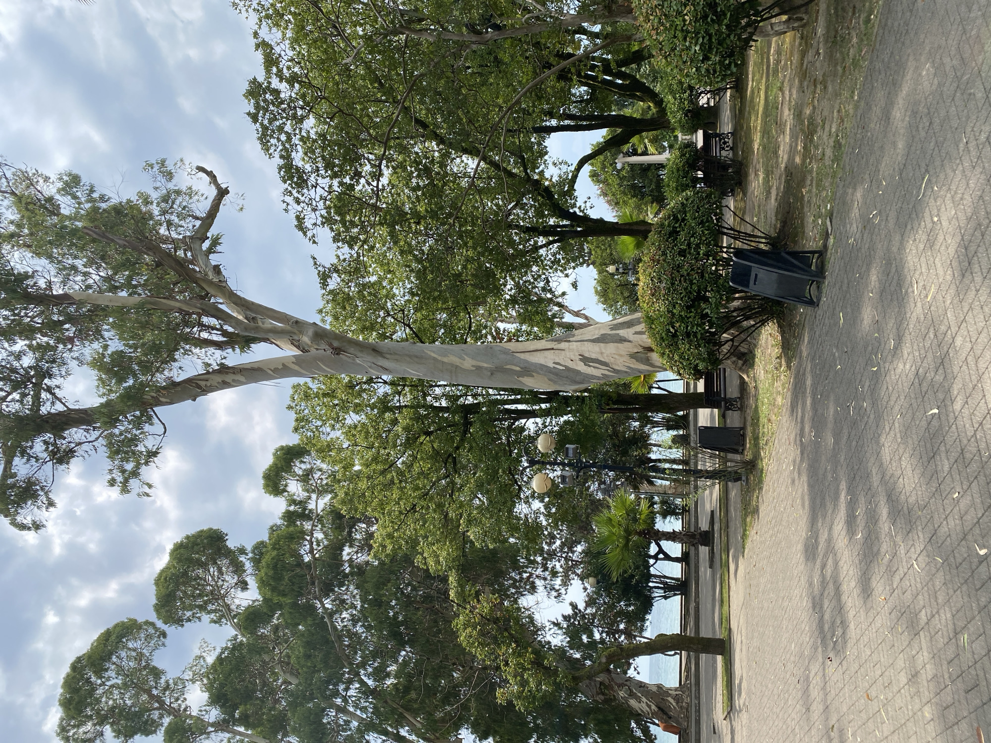 The image shows a view of a park in Sokhumi, Abkhazia. In the foreground, a paved walkway made of grey bricks is visible, with fallen leaves scattered across its surface. A black A-frame trash receptacle is positioned on the right side of the walkway, near a neatly trimmed green bush. Behind the walkway and bushes, several large trees with lush green foliage dominate the scene. One prominent tree on the left has a distinctive pale, textured bark with swirling patterns. In the middle ground, a lamppost with two spherical lights stands amidst more trees and bushes. Further in the background, a body of water, likely the sea, is visible, bordered by a row of smaller trees and a promenade. The sky above is partly cloudy with a bright, diffused light suggesting a daytime setting. There are no people or animals visible in the frame. The overall impression is that of a well-maintained public park or promenade area.