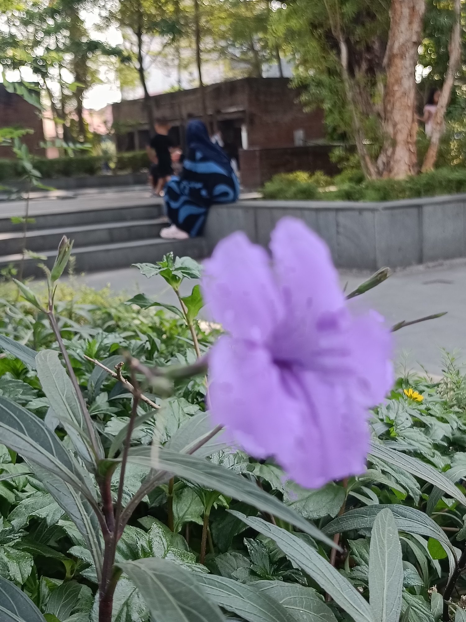 A close-up shot of a purple flower in a garden is captured in the foreground, with a blurry background depicting an outdoor seating area and trees. A woman wearing a blue and black patterned hijab is seated on steps, facing away from the camera. Another person in a black shirt is standing behind her, and a third person is partially visible in the background to the right. The garden features lush green foliage and a large tree with rough bark. The scene suggests a public space, possibly a park or a cafe, in Kediri City, Indonesia.