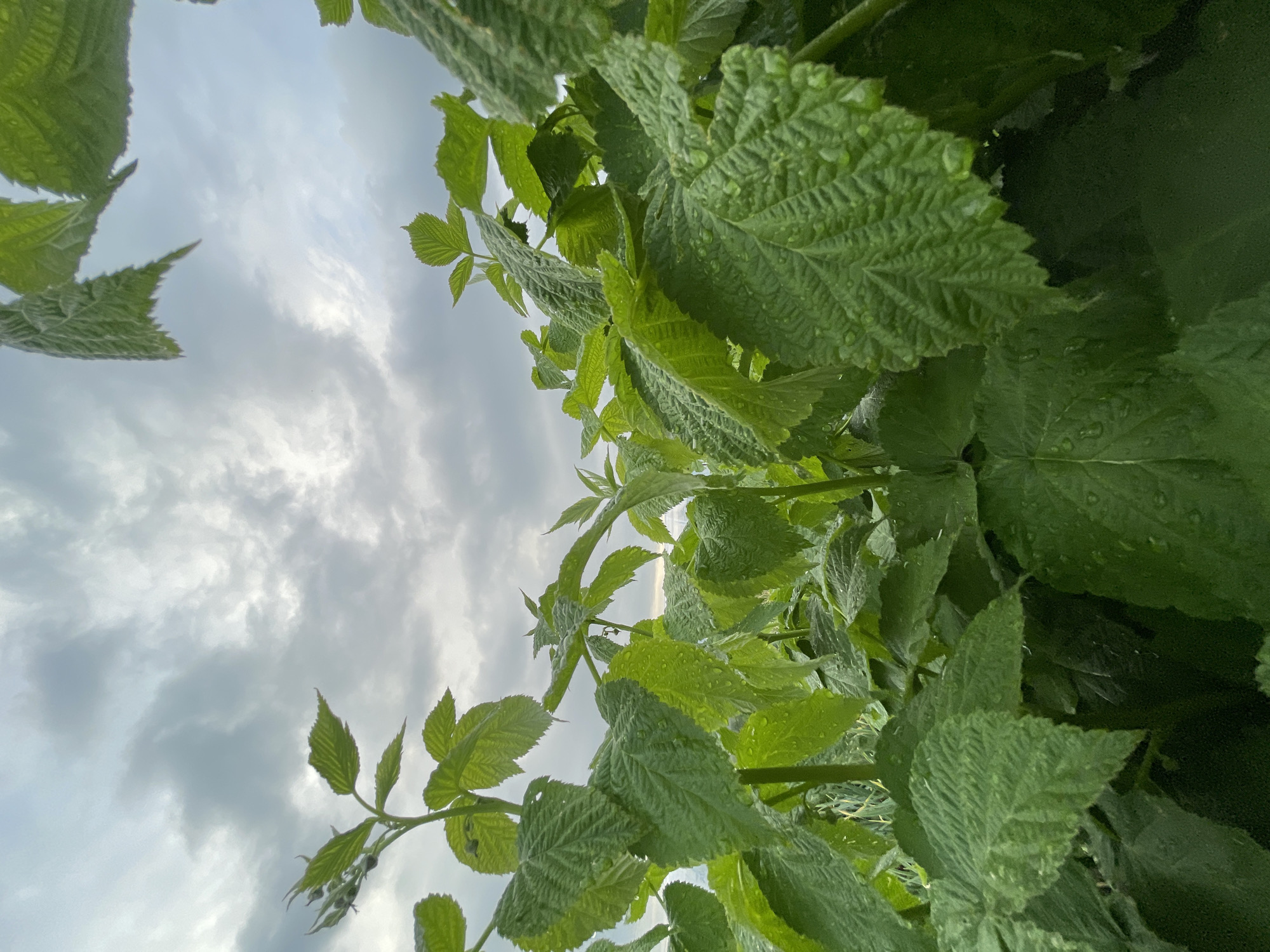 The image shows a low-angle view of vibrant green leaves against a cloudy sky. The leaves are lush and appear to have water droplets on them, suggesting recent rain or dew. The camera is positioned beneath the foliage, looking upwards, creating a sense of looking through the canopy of a plant, likely a bush or tree. The sky is filled with dramatic, overcast clouds, with patches of brighter sky peeking through, hinting at diffused daylight. The composition emphasizes the textures and intricate veins of the leaves. The overall scene evokes a feeling of freshness and nature after a rain shower. There is no visible text in the image.