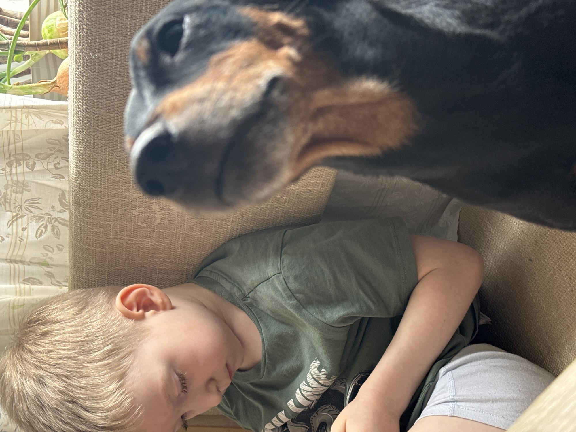 A young, blond-haired child wearing a green t-shirt and light grey shorts is lying down on a tan upholstered chair. The child's face is turned away from the camera, with their eyes closed. A black and brown dog is positioned above the child's head, with its face close to the camera. The dog's nose and mouth are visible. A green plant with two yellow fruit is visible in the background through a window covered with a cream and floral patterned curtain. The photograph appears to have been taken indoors. The location in the city of Chaikovsky, Russia is unknown.