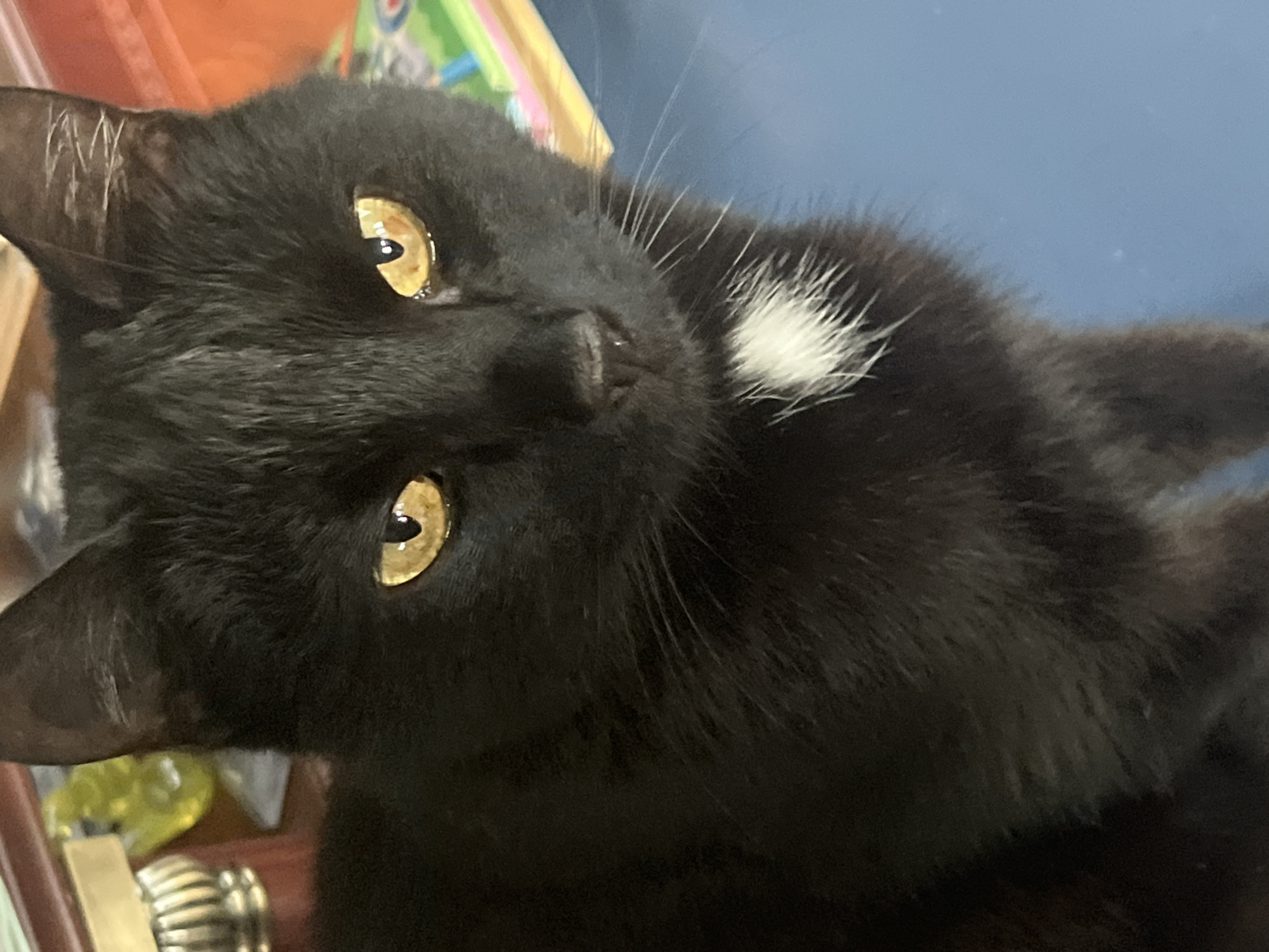 A close-up, high-angle shot shows a black cat with yellow eyes and a white patch on its chest. The cat is looking directly at the camera. In the background, a blue surface is visible, along with parts of a wooden table and some blurred objects. There is no indication of the city of Vladimirovka, Russia, in this image.