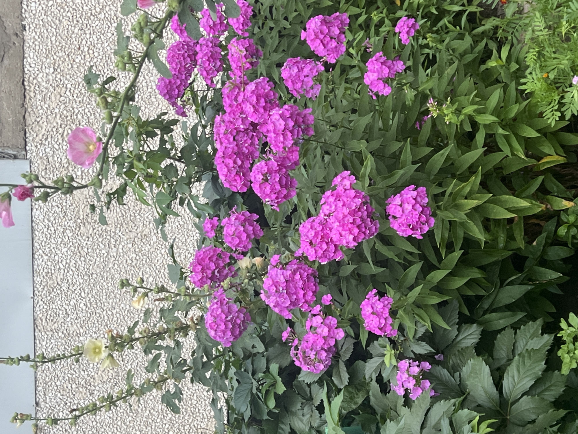 The image depicts a close-up view of a flowerbed in Ulyanovsk, Russia, featuring a dense arrangement of vibrant pink phlox flowers. The phlox are in full bloom, with numerous clusters of small, star-shaped petals forming large, rounded flower heads. The foliage of the phlox is a rich green, providing a lush backdrop to the colorful blooms. Interspersed among the phlox are taller plants with light yellow flowers and green buds, possibly hollyhocks, which add a different texture and color contrast. The background consists of a textured, light-colored wall, likely part of a building, and a glimpse of greenery from other plants. The scene is well-lit, suggesting it was taken during daylight hours. No people or animals are visible in the image.