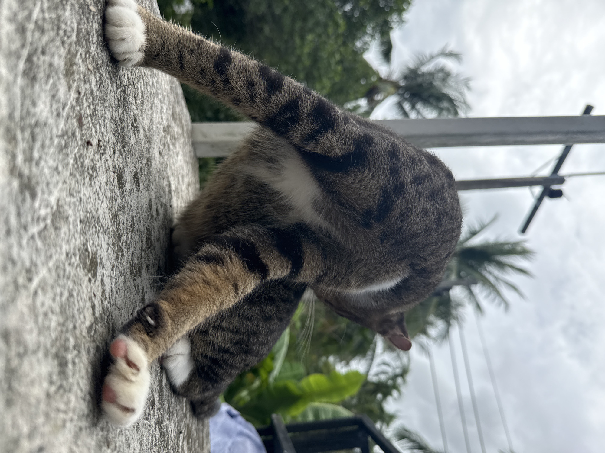 In Ko Pha-ngan District, Thailand, a tabby cat with white paws is captured from a low angle while grooming itself on a concrete surface. The cat's hindquarters and striped tail are prominent, with its body arched as it reaches to clean its back. In the background, lush green foliage, including palm trees, is visible against an overcast sky. A utility pole with wires stands to the left, and a dark railing is present on the right side of the frame. The overall environment suggests an outdoor setting, likely a residential area or a balcony overlooking tropical vegetation.