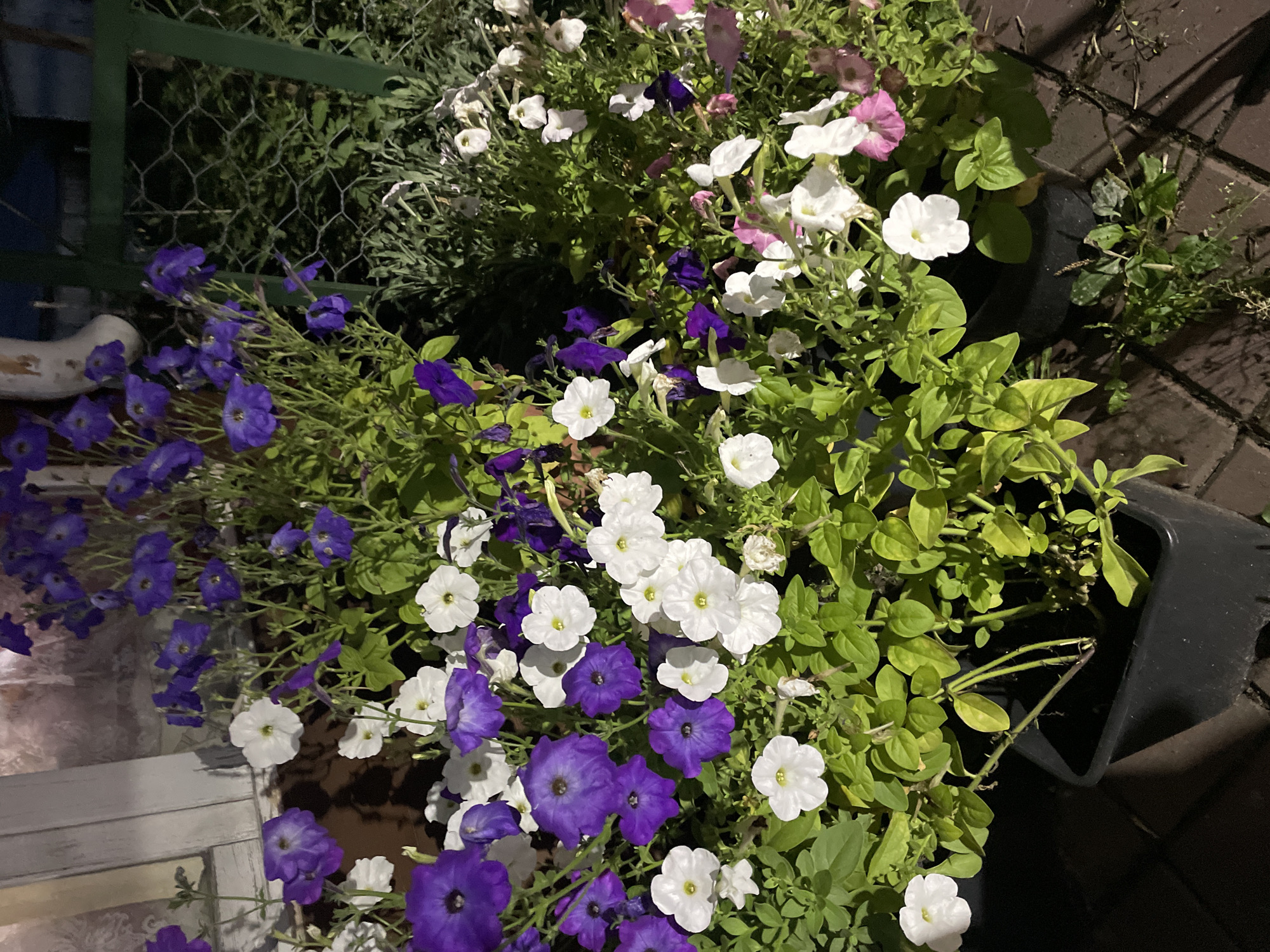 The image shows a close-up of several potted petunia plants with purple and white flowers. The plants are in black plastic pots, and the pots are sitting on a brick-patterned surface. In the background, a green fence with wire mesh is visible. The lighting suggests it is nighttime, possibly illuminated by artificial light, casting shadows on the scene. The location is identified as Surgut, Russia. There are no people or animals present in the image. The overall scene depicts an outdoor urban setting with ornamental plants.
