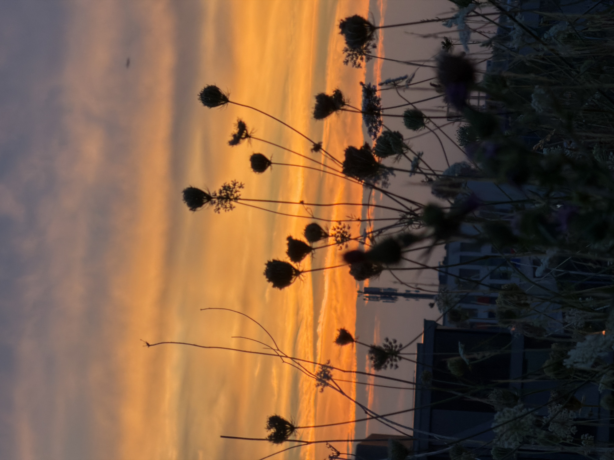 This image captures a sunset scene in Leudelange, Luxembourg, with silhouetted wildflowers in the foreground. The sky is a vibrant gradient of orange and yellow, with wispy clouds that suggest movement. In the distance, the outlines of buildings and a cell tower are visible, indicating an urban or suburban environment. The wildflowers, with their intricate seed heads, are the primary subjects, their dark silhouettes contrasting sharply with the bright sky. The overall impression is one of natural beauty set against a man-made backdrop, typical of many landscapes in Luxembourg.