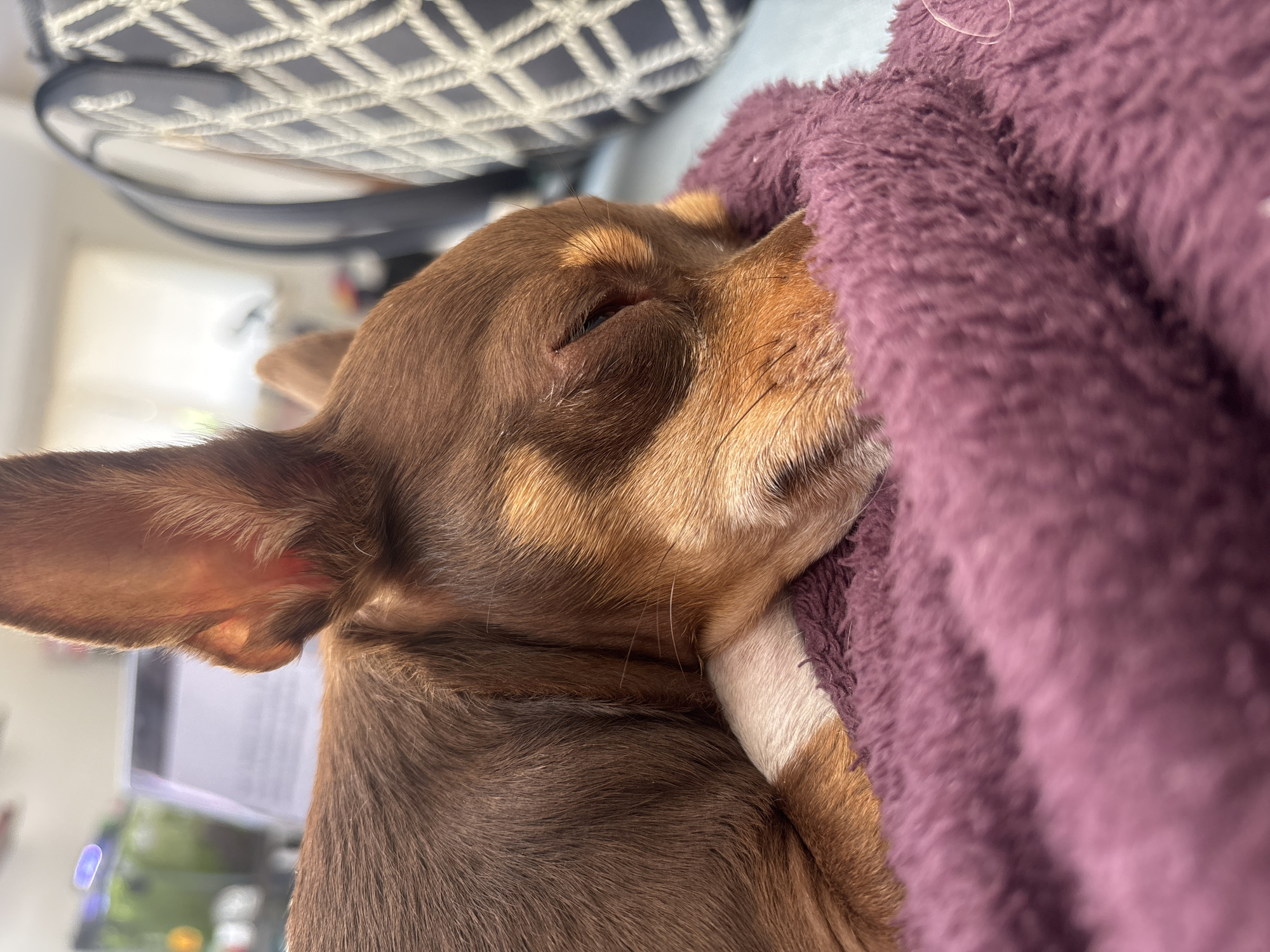 A brown and tan Chihuahua is nestled against a soft, purple blanket. The dog's eye is partially closed, and it appears to be resting. In the background is a patterned gray and white cushion. It is not possible to determine the location of the city of Puebla, Mexico from the provided image.