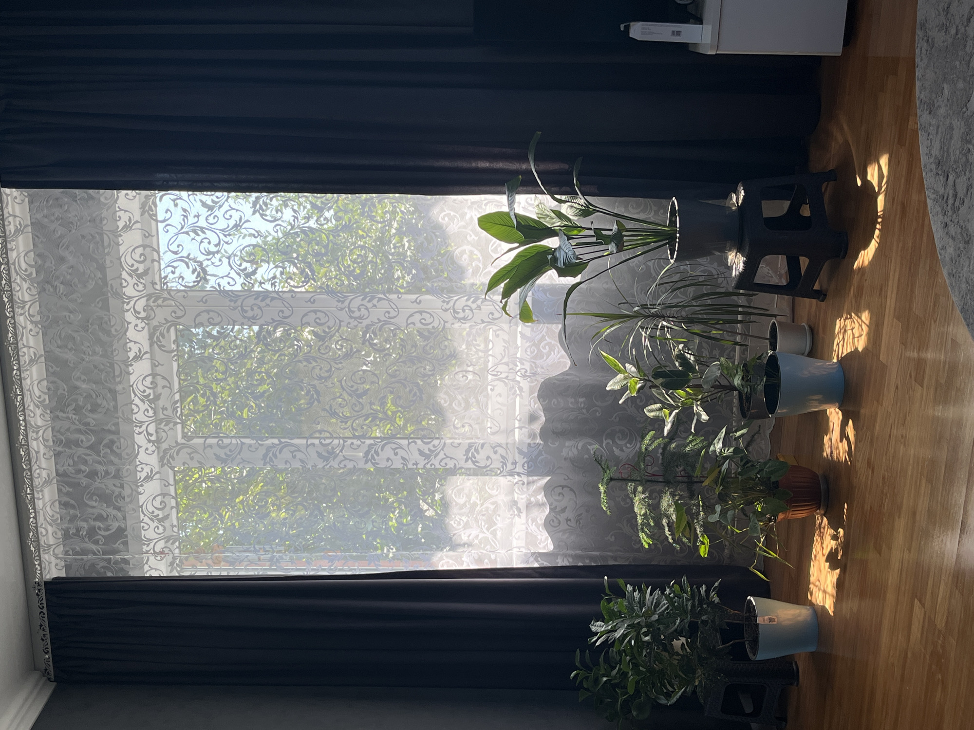 This is a photograph of an indoor scene, likely a living room, bathed in natural light streaming through a large window. The window is covered by two layers of curtains: heavy, dark blue curtains on the sides, and a sheer, white, patterned curtain in the center. The sheer curtain diffuses the sunlight, creating bright, almost ethereal patterns on the wooden floor.
In front of the window, a collection of potted houseplants are arranged on the floor and on a small, dark stool. From left to right, the plants include: a bushy green plant in a light blue pot; a smaller plant with delicate, fern-like foliage in an orange pot; a plant with broad green leaves in a light blue pot; a tall, slender plant with thin leaves; and a large plant with very broad, dark green leaves, also in a dark pot, placed on the stool. The sunlight casts distinct shadows of the plants onto the polished wooden floor.
The walls appear to be a dark, possibly gray, color. To the right of the window, a white piece of furniture, possibly a cabinet or dresser, is partially visible, with a white rectangular object on top. The overall impression is one of a well-lit, plant-filled interior, with a focus on the interplay of light and shadow.
The location specified is Saratov, Russia. This information does not provide any visual clues within the image itself.