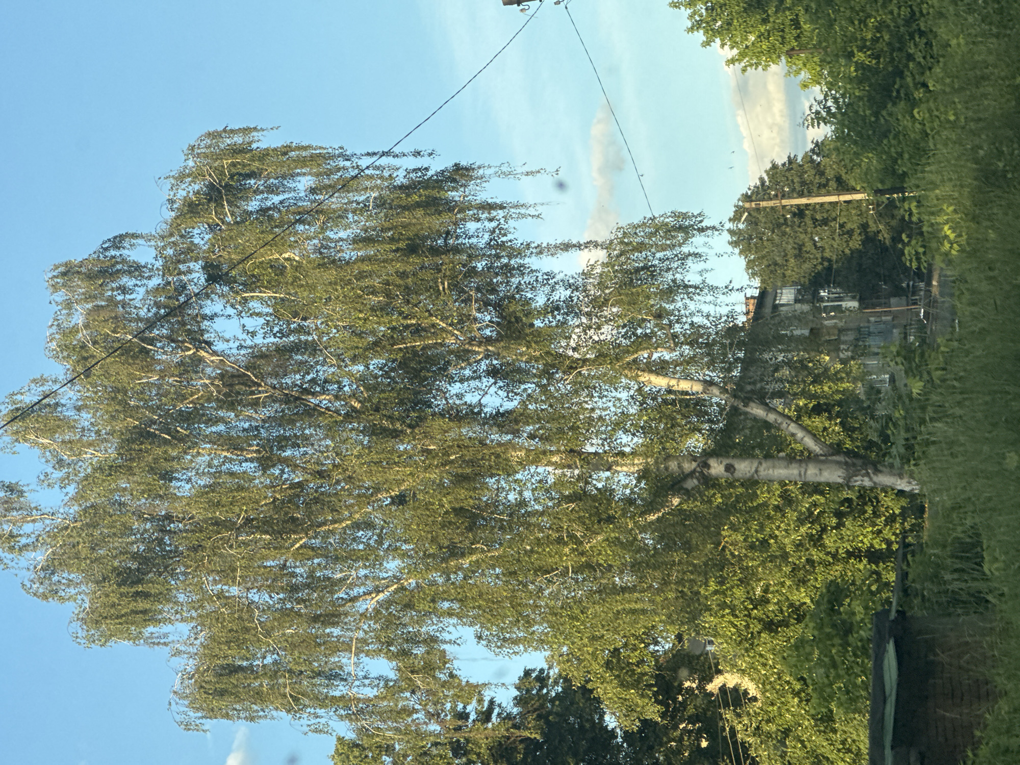 The image depicts a residential area in the city of Takhtaulove, Ukraine, under a bright blue sky with scattered clouds. The focal point is a large, mature birch tree with its characteristic white, peeling bark and pendulous branches covered in light green leaves. The tree is positioned centrally, its canopy extending high into the sky.
To the left of the birch tree, a dense cluster of deciduous trees with dark green foliage provides a backdrop. In the mid-ground, a multi-story apartment building with a light-colored facade and visible windows is partially obscured by the surrounding trees. A utility pole with wires is also visible, suggesting the presence of infrastructure within the urban environment.
In the foreground, tall green grass and other low-lying vegetation create a natural border. A small, dark-colored structure, possibly a shed or outbuilding, with a green roof, is situated in the lower left corner of the frame. The overall scene conveys a sense of a lived-in, green urban landscape, likely during the daytime given the illumination. There are no people visible in the image.