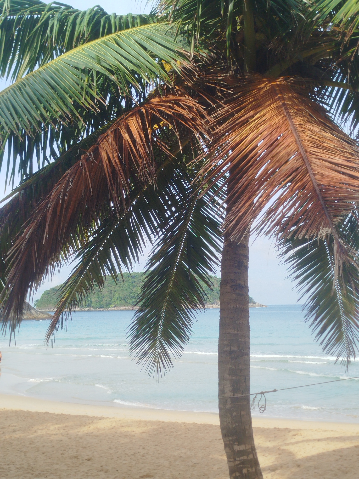 A vertical, medium shot shows a palm tree trunk with weathered brown fronds in the foreground, obscuring a beach and the ocean. The palm tree is positioned centrally, slightly to the right. The fronds on the left are green and lush, while those on the right are dry and brown, some hanging low. The trunk is rough and textured. Beyond the tree, a sandy beach stretches horizontally, meeting the calm, light blue ocean. Gentle waves create white lines as they approach the shore. In the distance, a small, green, tree-covered island is visible. The sky above is a pale blue. The scene suggests a tropical beach environment.