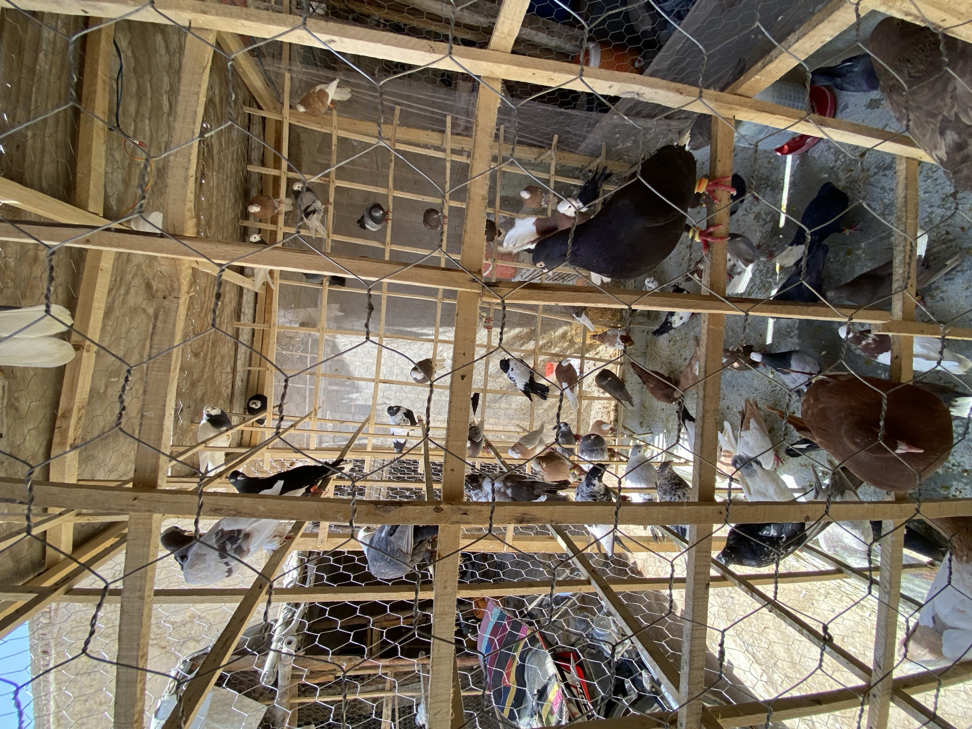 A flock of pigeons is housed in a multi-level wooden enclosure constructed with wire mesh fencing in Kandahar, Afghanistan. The enclosure appears to be outdoors, with natural light illuminating the scene. Pigeons of various colors, including white, black, grey, and brown, are perched on wooden beams and on the ground within the cage. Some pigeons are in flight or in the process of landing. There are also some objects visible within the enclosure, such as a colorful patterned fabric, and outside the enclosure, a portion of a motorcycle is visible. The overall impression is of a pigeon loft or aviary, likely for racing or breeding purposes.