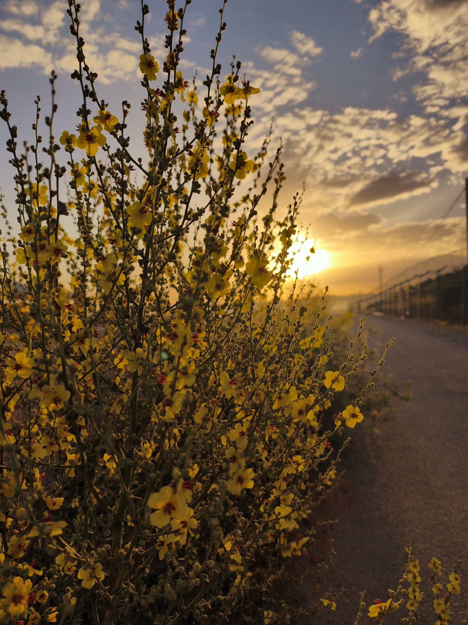 The image depicts a vibrant outdoor scene during sunset in the Lachish Regional Council, Israel. In the foreground, a dense bush with numerous small, bright yellow flowers and buds, many featuring reddish centers, dominates the left and central parts of the frame. The flowers and branches are backlit by the intense glow of the setting sun, creating a radiant silhouette effect.
The setting sun, a brilliant orange and yellow orb, is visible in the mid-ground, partially obscured by the flowering bush, and casts a warm, golden light across the landscape. To the right of the bush, a paved road or path stretches into the distance, running parallel to a fence with visible posts and wires. Beyond the road and fence, distant hills or mountains are softly silhouetted against the bright horizon, enveloped in a gentle haze.
The sky transitions from a deep blue with scattered white, fluffy clouds in the upper section to vivid orange and yellow hues near the horizon, reflecting the powerful light of the sunset. The clouds closer to the sun are also illuminated with warm tones. The overall atmosphere suggests a peaceful and beautiful evening, with the blooming yellow flora adding a touch of natural splendor to the rural or semi-rural setting. No visible text is present in the image.