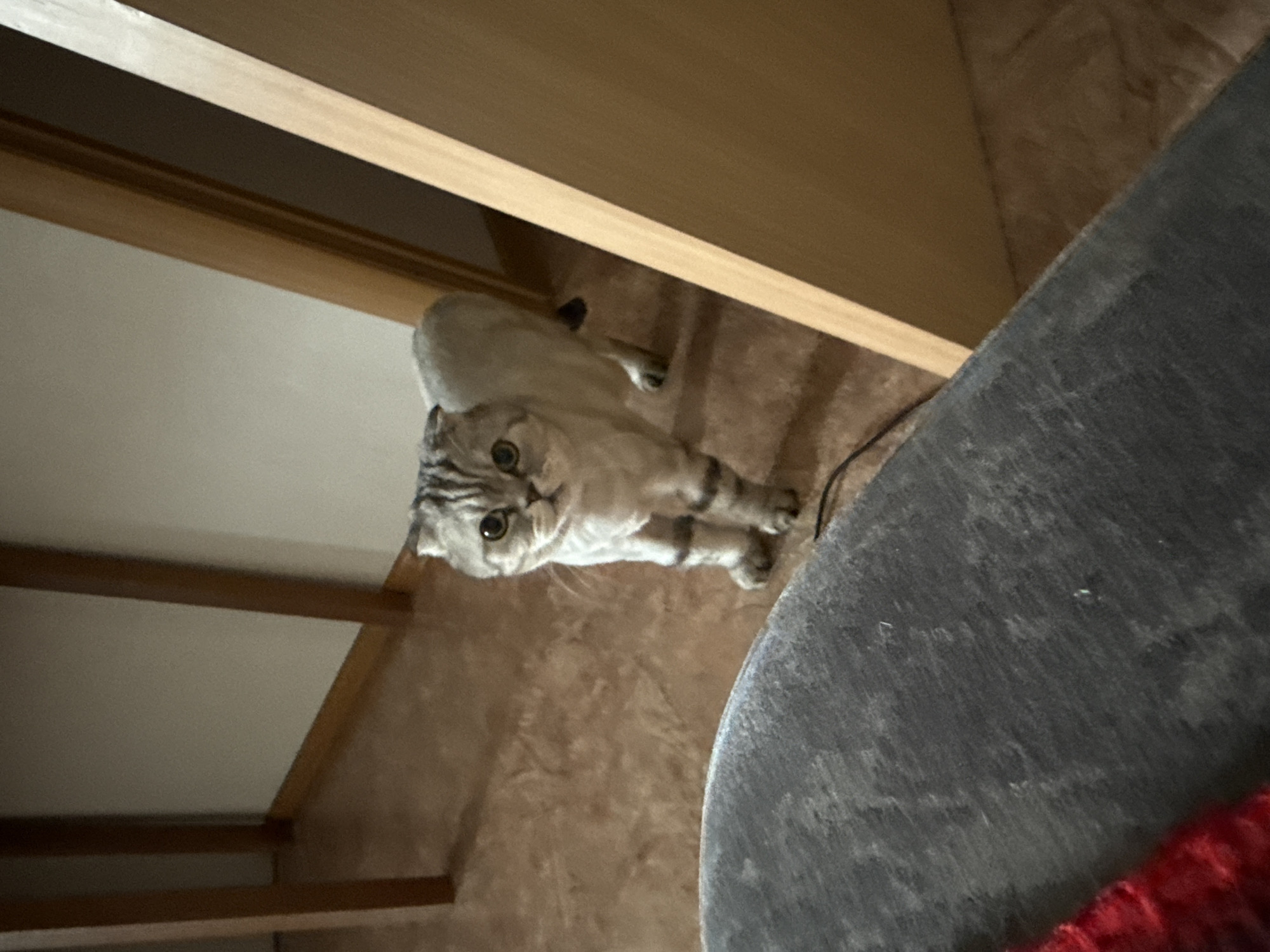 A Scottish Fold cat stands on a carpeted floor, looking up towards the camera. The cat has light fur with tabby stripes. A partially visible gray and black object is in the lower right corner. A wooden structure, likely a shelf, is visible in the background. The setting appears to be indoors.