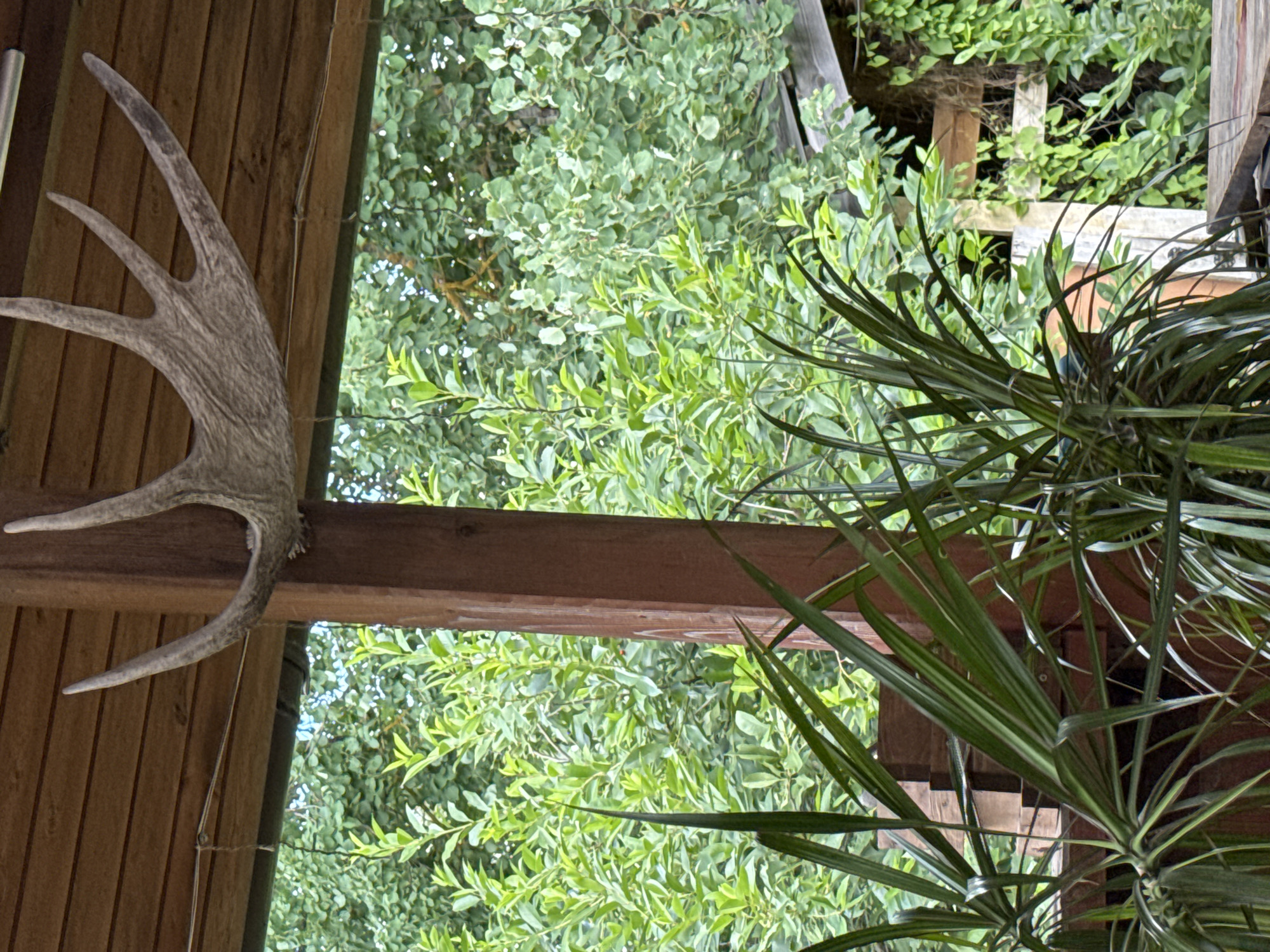 A moose antler is mounted on a wooden beam under a wooden ceiling. In the foreground, a large green plant with long, thin leaves partially obscures the view of the background. The background consists of lush green trees and foliage. A wooden post is visible to the right of the antler, and a portion of a wooden structure is visible behind the foliage on the right side of the image. The scene appears to be outdoors, possibly on a porch or covered patio. There are no people visible in the image.