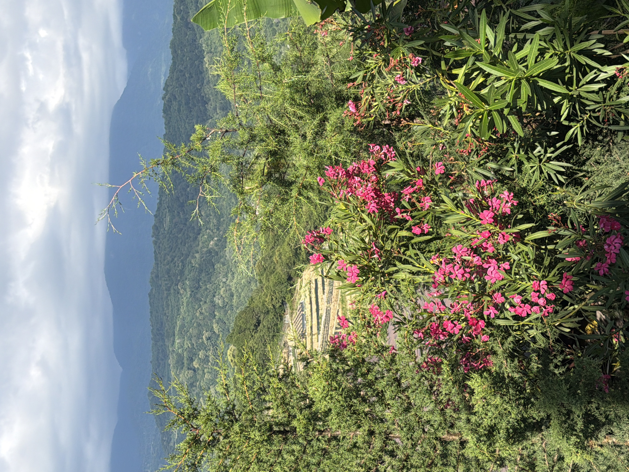 The image depicts a scenic overlook in Nizhnyaya Shilovka, Russia. In the foreground, lush green foliage and vibrant pink flowers are in bloom, framing the view. A large evergreen tree is prominent on the left. Beyond the immediate flora, terraced fields are visible, their geometric patterns contrasting with the organic shapes of the surrounding hills. In the distance, rolling, forested mountains are shrouded in a soft, cloudy haze, with the sky above appearing overcast and muted. The overall impression is one of natural beauty and agricultural landscape.