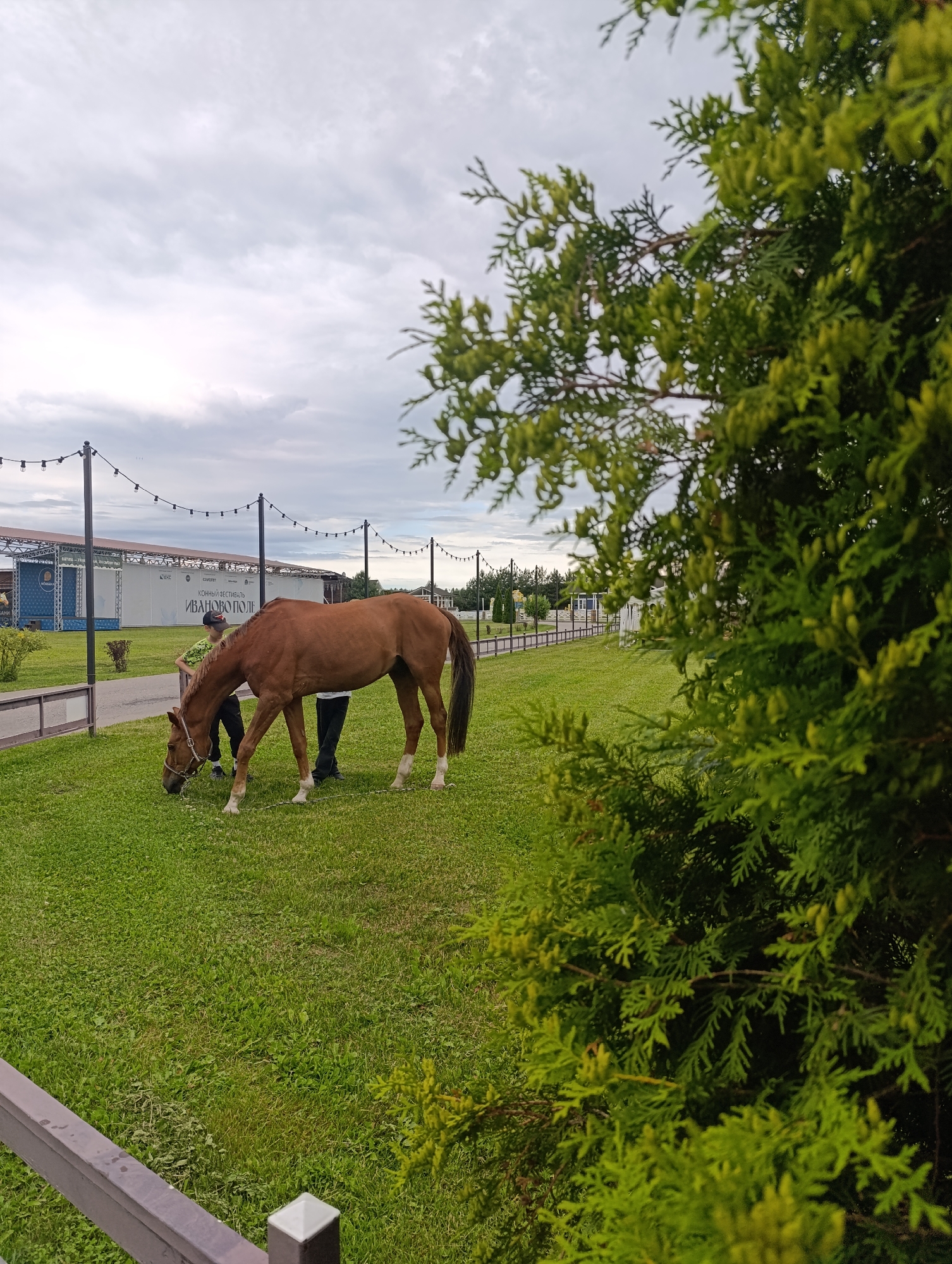In this image, a brown horse is grazing on a grassy field. Two people are standing near the horse, one of whom appears to be holding its lead rope. In the background, there are several string lights strung between poles, and a large white tent or structure with some signage. The sky is overcast, suggesting a cloudy day. The foreground is partially obscured by the branches of a lush green tree.
The setting appears to be an outdoor event space, possibly a festival or fair, given the lights and tents. The text on the white structure in the background is in Russian. It reads "КОННЫЙ ФЕСТИВАЛЬ ИВАНОВОПОЛЕ," which translates to "Horse Festival Ivanovskoe." This indicates the location is Ivanovskoe, Russia, and the event is a horse festival.
The overall mood of the image is calm and peaceful, with the focus on the horse and its handlers in a natural, grassy environment. The cloudy weather contributes to a soft, diffused light.