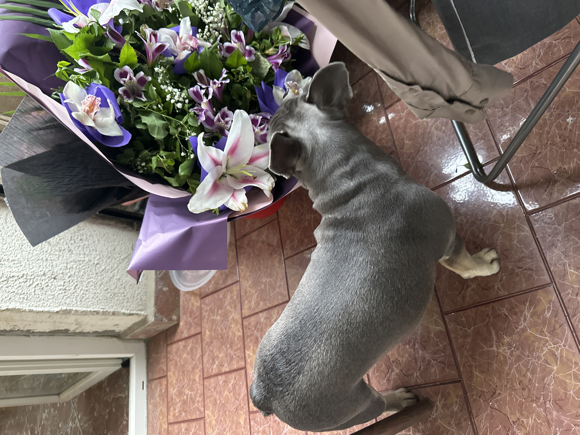 A high-angle shot shows a bouquet of flowers in the top left corner of the frame, with a dog positioned next to it. The flowers are arranged in a mix of white and purple hues, surrounded by green foliage. The dog, seen from behind, is gray and stocky. A chair leg is visible in the top right corner, suggesting the scene is indoors. The floor is covered with orange-brown square tiles.