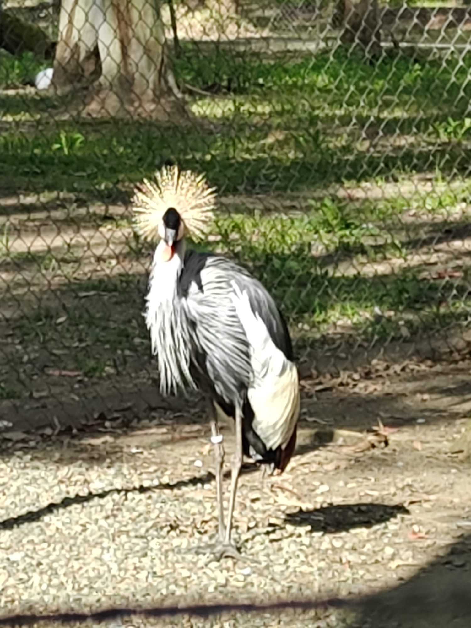 The image captures a Grey-crowned crane standing in an outdoor enclosure in Shekvetili, Georgia. The crane is the central subject, facing towards the viewer. It features a distinctive golden, spiky crown, a black face, and a prominent red wattle. Its body is primarily grey, with white and reddish-brown patches visible on its wings. A light-colored band, possibly for identification, is present on one of its long, slender legs.
The bird stands on a ground composed of dirt and light-colored gravel or small stones. A chain-link fence is visible across the mid-ground and partially in the foreground, indicating an enclosure, characteristic of a zoo or wildlife park. Behind the fence, there is green grass and foliage, and a large tree trunk is prominent in the left-center background. A small, blurry white object can be seen behind the tree, partially obscured by the fence.
The scene takes place during the day, under sunny weather conditions, evidenced by the bright illumination and clear shadows cast on the ground. The crane is standing still; no specific activity is observed. There are no people or visible text in the image.