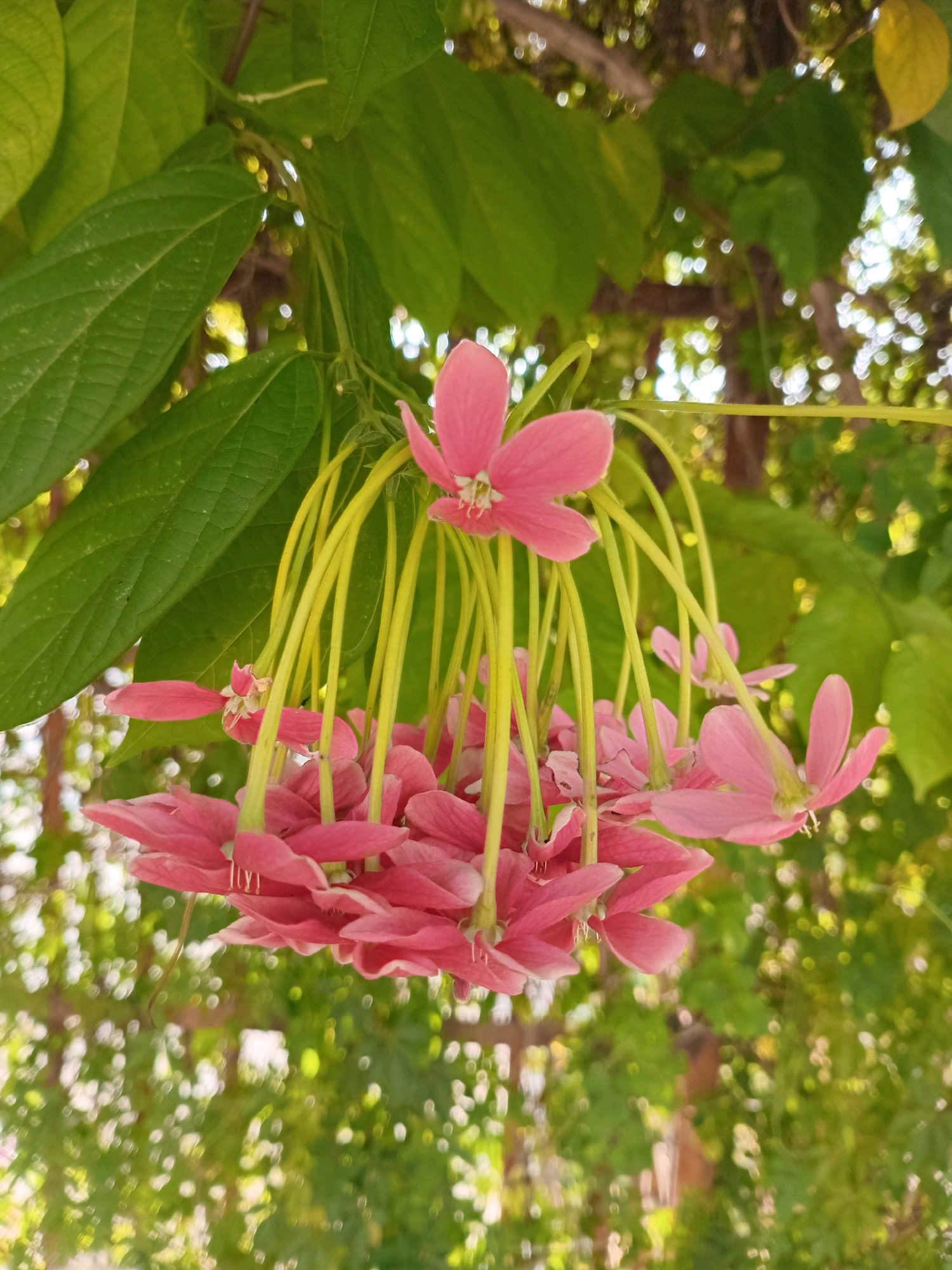 In the city of Semarang, Indonesia, a cluster of delicate pink flowers with bright yellow stems hangs from a vine. The flowers are small and star-shaped, with five petals each. They are arranged in a pendulous cluster, with the stems arching gracefully downwards. Green leaves form a lush backdrop to the flowers, and the out-of-focus background suggests a sunny, verdant environment, possibly a garden or park. The lighting indicates it is daytime.