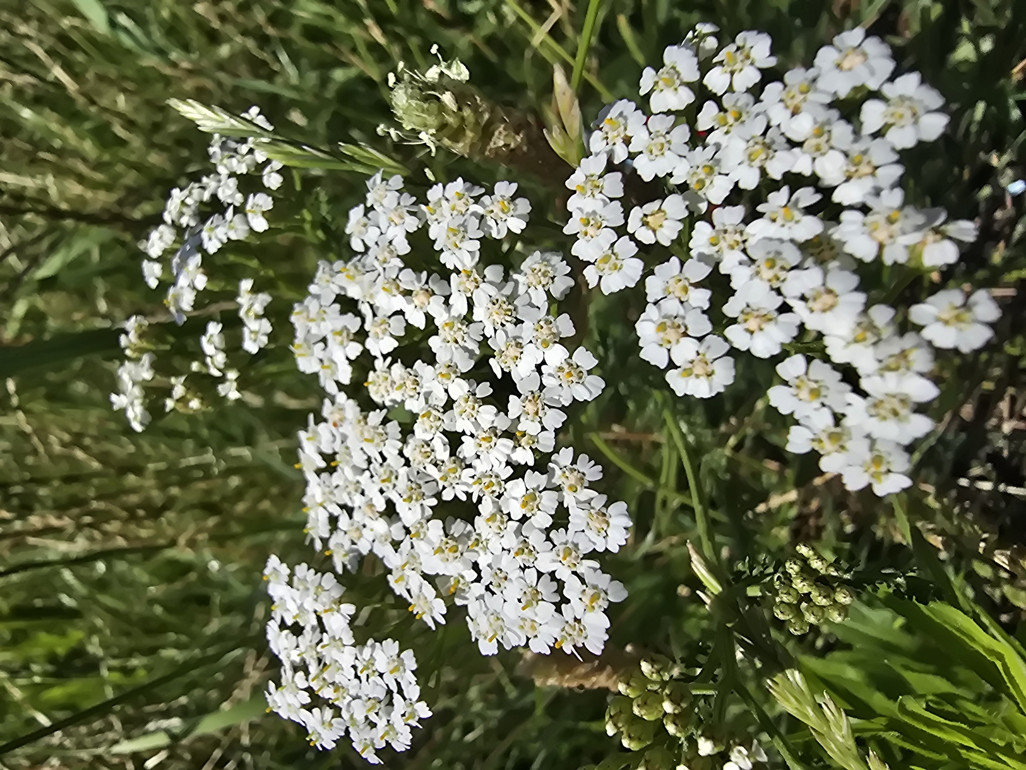 The image captures a close-up view of a cluster of white flowers with yellow centers, likely yarrow, growing amidst green foliage and tall grasses. The flowers are arranged in flat-topped clusters, with many individual small blossoms visible. In the background, the greenery is blurred, suggesting a shallow depth of field. The scene appears to be outdoors, in a natural or semi-natural setting. No people or specific urban landmarks are visible that would pinpoint a location within Vyshneve, Ukraine. The lighting suggests a sunny day.