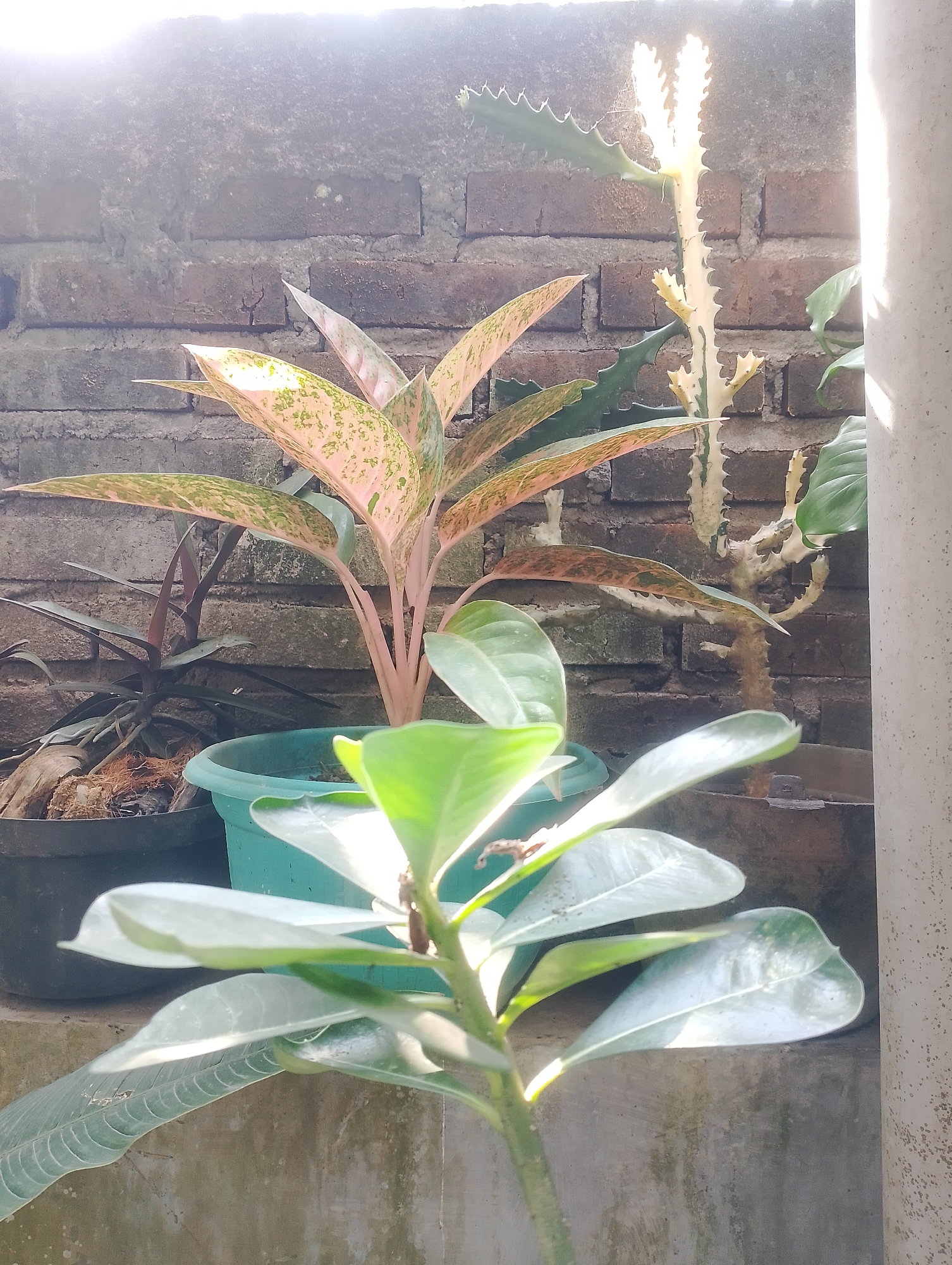 In the city of Payaman, Indonesia, a close-up, vertical, eye-level shot captures a collection of potted plants against a brick wall. In the foreground, the leaves of a plant with a visible stem in focus are brightly lit by sunlight, some appearing almost translucent. Behind this, a vibrant pink and green variegated plant is situated in a turquoise pot. To its right, a pale, spiky cactus-like plant with a white central stem and green, jagged protrusions stands tall. Further to the left, partially obscured by the other plants, is a dark pot containing a plant with deep red-brown leaves. The brick wall behind the plants is textured and appears weathered, with patches of lighter mortar. A white cylindrical pillar is visible on the right edge of the frame, also catching the sunlight. The overall scene suggests an outdoor setting, possibly a garden or patio, bathed in the warm glow of the sun.