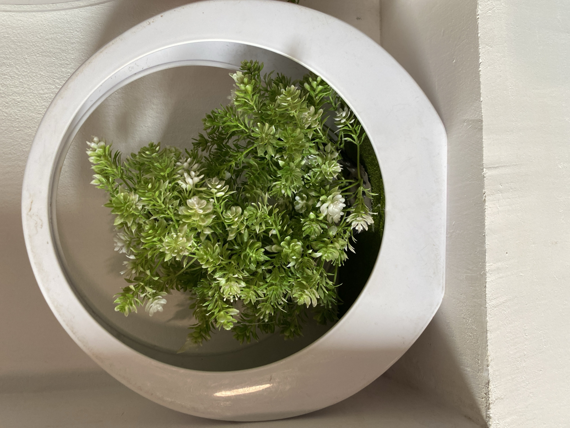 The image displays a close-up of a wall-mounted, white circular decorative object, likely a planter or a frame for artificial foliage. Inside the circular opening, a lush cluster of artificial green plants with small, delicate white flower-like details is arranged. The individual leaves are small and tightly packed, creating a dense, bushy texture. The white frame of the object exhibits some minor scuffs or dirt along its edges, suggesting age or use.
The object is affixed to a light-colored, possibly off-white or cream, textured wall. To the right of the circular display, a clear corner or edge of an architectural structure, also painted in a similar light tone, is visible. Shadows are cast on the wall behind the plant and within the planter itself, indicating indoor lighting. No human subjects or activities are depicted. The scene is static, showcasing a decorative element in an interior space. No discernible text is visible in the image. While the location context is Bukuru, Nigeria, the visual elements within the image do not provide specific geographical indicators.