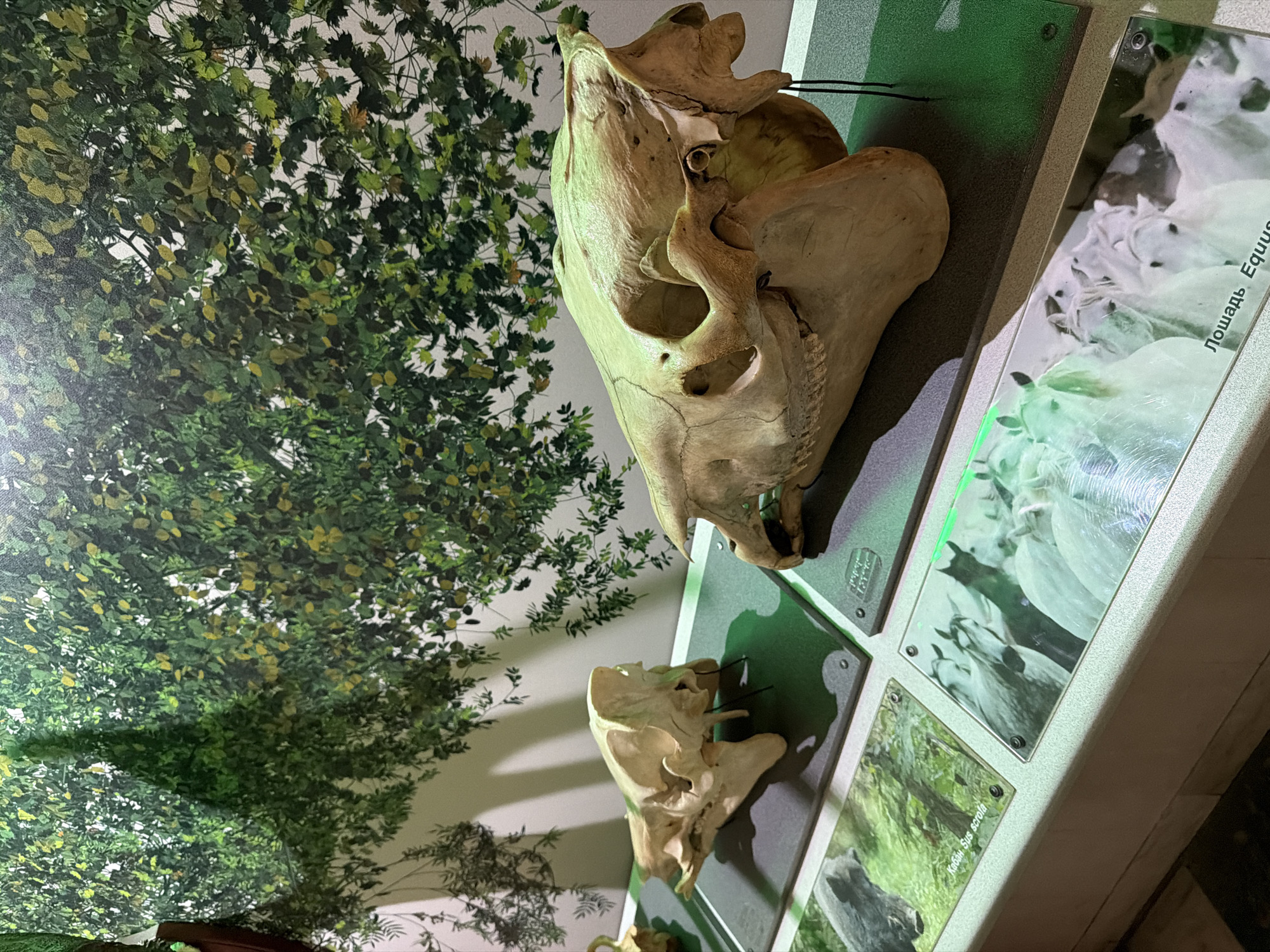 This media file displays a collection of animal skulls and informational plaques within a museum or exhibit setting. The primary subjects are two large, light-colored animal skulls, one significantly larger than the other, which appear to be mounted or displayed on a textured surface. Behind the skulls is a backdrop that resembles a forest or tree canopy, rendered in shades of green and yellow.
The skulls are positioned on a display shelf that also holds several framed informational plaques. One plaque features images of white horses and has text in a Cyrillic script that reads "Лошадь. Equus". Another plaque below it shows images of animals in a green, wooded environment, with text that reads "Кабан. Sus scrofa". The lighting in the scene is artificial, casting a green hue on the display and creating shadows.
The overall setting suggests an educational exhibit focused on animal anatomy or taxonomy. The activity taking place is a silent display of biological specimens and their identification. There are no people visible in the frame. The time of day and weather are irrelevant given the indoor, controlled environment of a museum. The location is also unspecified beyond being an exhibit. Notable details include the texture of the skulls, the vibrant backdrop, and the clear text on the plaques.
