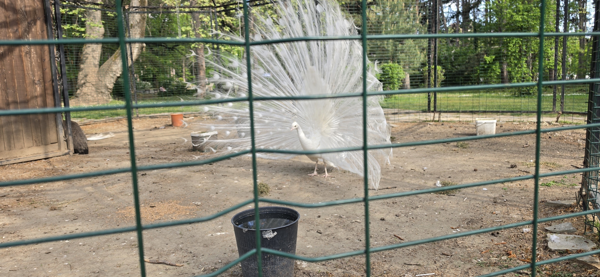 An outdoor scene captures a striking white peacock with its tail fully fanned, prominently positioned in the center-right of a dirt enclosure. The peacock, facing slightly left, showcases its magnificent white plumage, contrasting with the earthy ground. To the far left, partially obscured by a wooden structure, another darker bird, possibly a peahen or another peacock with its tail down, is visible.
The foreground is dominated by a green metal fence, creating a grid pattern that frames the view into the enclosure. Inside the enclosure, various objects are scattered on the dirt ground: a black bucket filled with water in the bottom-left, a white bucket in the mid-ground to the left of the peacock, and an orange bucket further to the left. A wooden shed or building stands on the far left.
Beyond the enclosure, lush green trees and foliage are visible, suggesting a park or natural reserve environment. The lighting indicates a bright daytime scene, likely under clear skies. The primary activity is the white peacock's display, a captivating natural spectacle. The setting, with its specific enclosure, hints at a zoo or bird sanctuary, consistent with its location in Sandanski, Bulgaria. There is no visible text.