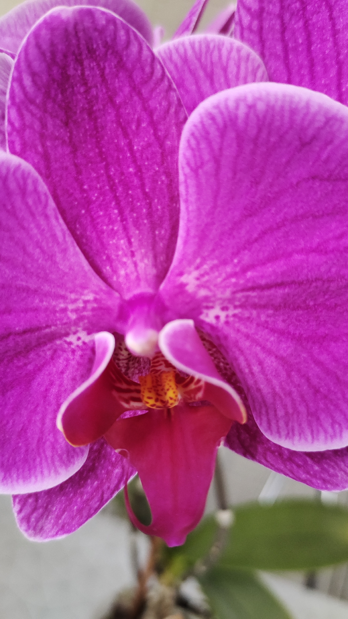 A close-up shot of a vibrant magenta orchid shows its intricate details. The orchid's petals, with their delicate veins and white-lined edges, are the primary focus. In the center, the orchid's lip is a deep pink, with yellow and orange speckles and red markings. The background is blurred, with hints of green leaves and a pale, neutral surface, suggesting it is likely indoors or in a protected outdoor setting. The image is sharply focused on the flower, showcasing its texture and color.