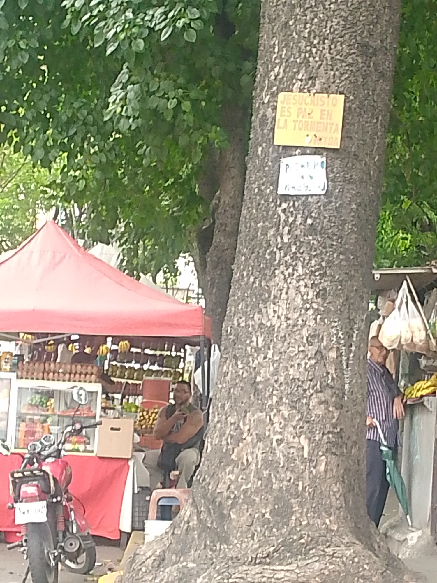 The image depicts a street scene in Caracas, Venezuela. A large tree dominates the right side of the frame, bearing two signs. The top sign is yellow and reads "JESUCRISTO ES PAZ EN LA TORMENTA," which translates to "JESUS CHRIST IS PEACE IN THE STORM." The sign below is illegible. To the left of the tree is a fruit stand with a red canopy, displaying various fruits and vegetables. A man sits on a stool near the fruit stand. A red motorcycle is parked in front of the stand. To the right of the tree, an elderly man in a striped shirt leans against a structure, holding a green umbrella. Bags hang above him. The environment appears to be a busy street, with trees and other vegetation visible in the background.