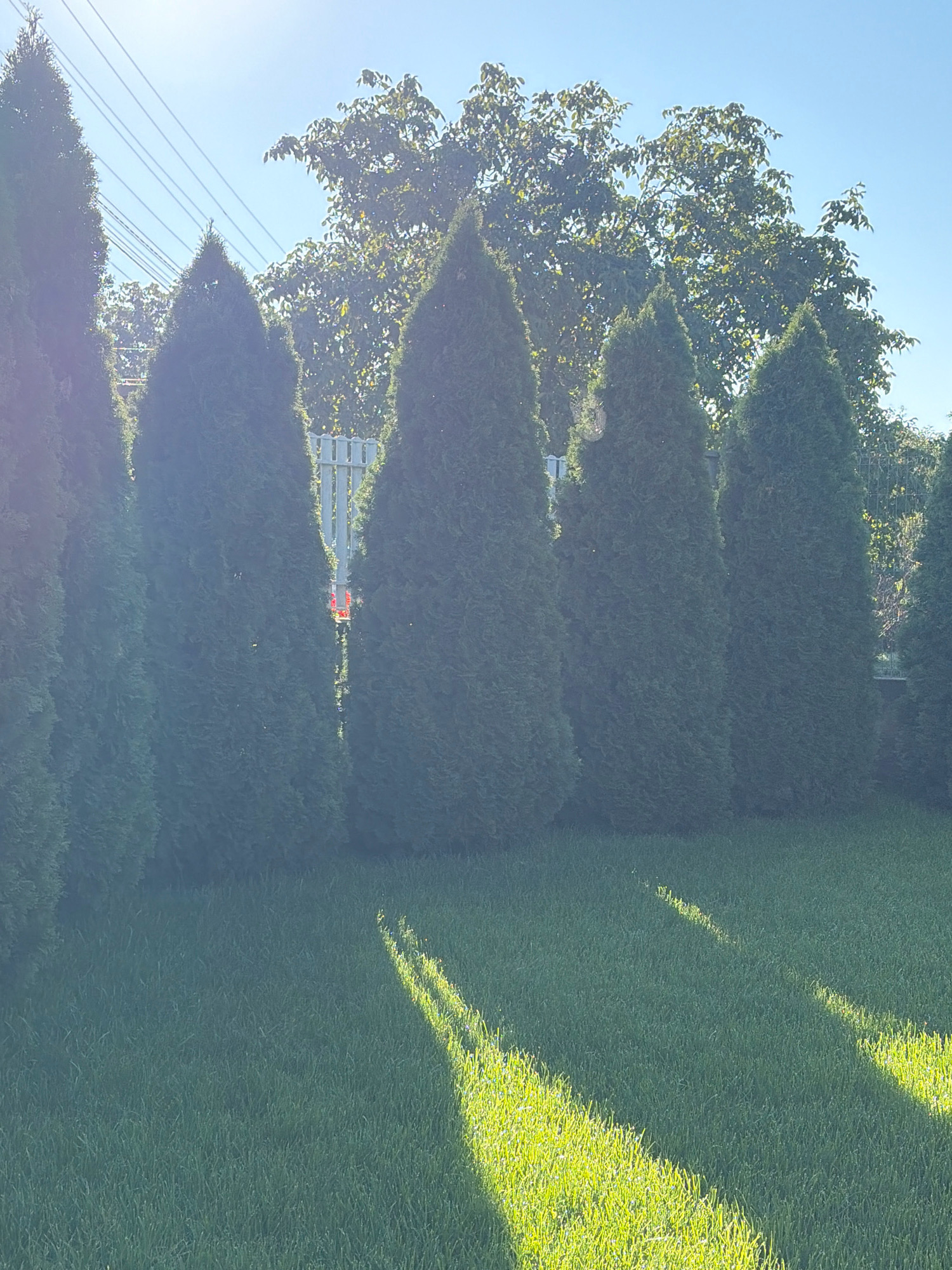 In Oxentea, Moldova, a sunlit, verdant lawn stretches towards a line of tall, conical evergreen trees. The trees are densely packed, forming a natural screen. Behind the trees, a glimpse of a white picket fence is visible, with a bright red object, possibly a lantern or light fixture, attached to it. Further back, a large deciduous tree with lush green foliage dominates the upper portion of the scene. Above the trees, thin power lines crisscross the clear blue sky, with the sun creating a bright haze near the top left of the image. Sunlight casts distinct, elongated shadows across the lawn from the trees, highlighting the texture of the grass. The scene depicts a peaceful, outdoor setting on a bright, clear day.