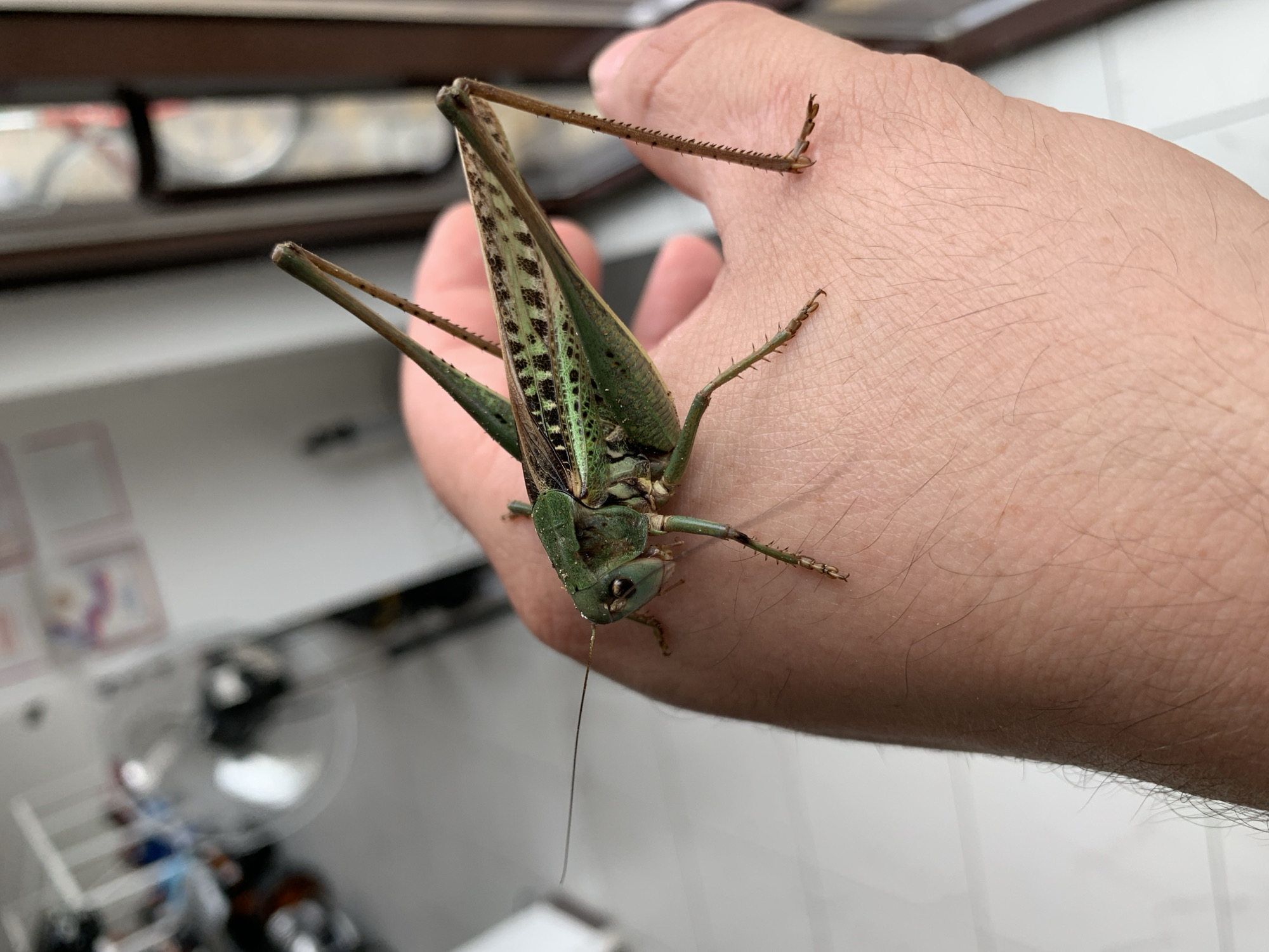 The image displays a close-up, eye-level shot of a green katydid perched on a human hand, viewed from the left side. The katydid is positioned diagonally across the frame, with its head facing left and its body extending towards the right. Its prominent antennae stretch out to the left, appearing thin and dark. The insect's body is predominantly green, with intricate brown speckling and patterns on its wings. The hand supporting the katydid is lightly tanned and shows visible pores and fine hairs.
The background is blurred, suggesting an indoor environment. To the left, there is a sense of depth with light-colored walls and a circular, reflective object, possibly a lamp or a piece of furniture. Towards the right, a window or glass door is visible, with some outdoor elements indistinctly rendered.
The image does not provide any visual cues that place the scene specifically within the city of Kropotkin, Russia. The environment appears to be a domestic or indoor setting, with no identifiable landmarks or elements characteristic of any particular city.