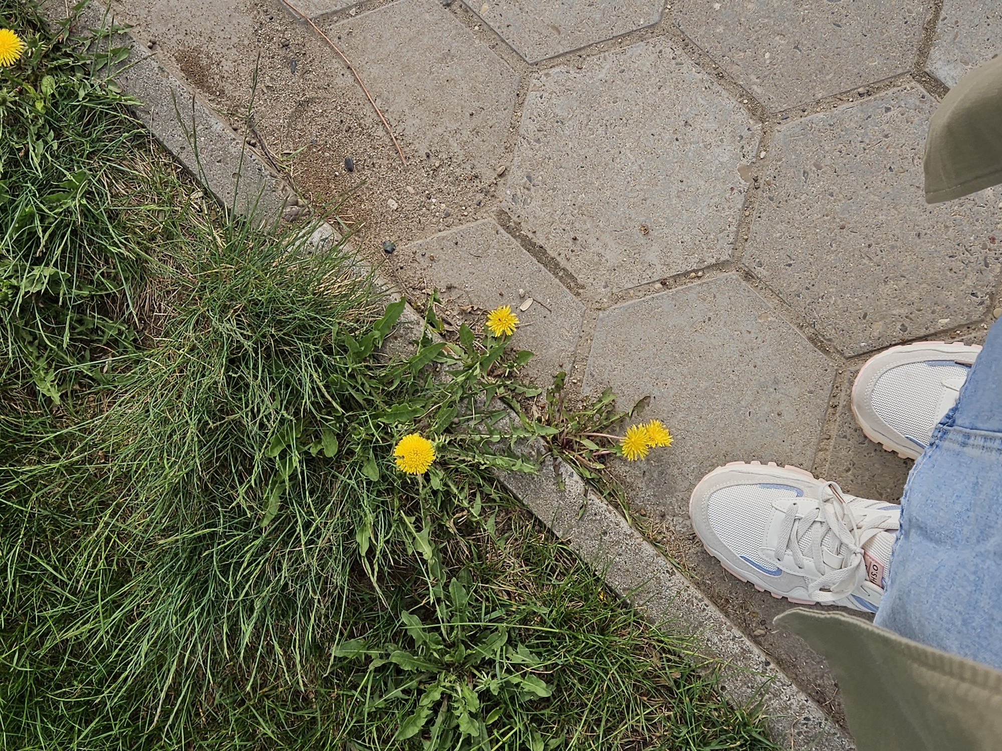 A high-angle shot shows a partial view of a person standing on a paved surface in Chaikovsky, Russia, near a patch of grass and dandelions. The paving consists of large, grey, hexagonal stones with fine gravel between them. The person's legs are visible, clad in light blue jeans, with a portion of a green jacket or coat visible. The person wears white sneakers with blue and pink accents. A patch of grass grows along the edge of the pavement, interspersed with dandelions, some with open yellow flowers.
