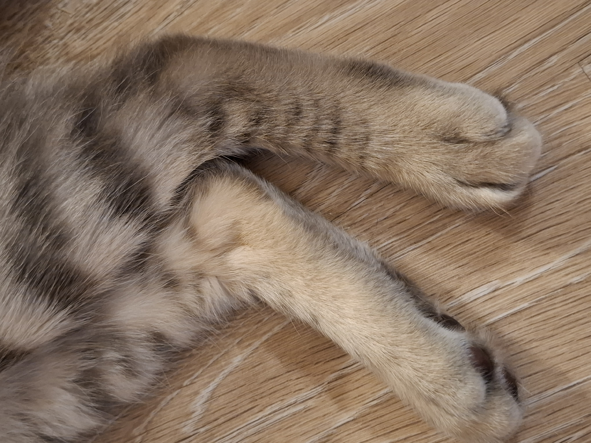 The image shows a close-up view of a cat's paws and legs resting on a wooden floor. The cat's fur is a mix of brown and grey stripes. The floor has a light brown wood grain pattern. There are no people or other objects visible in the image. The scene is indoors, likely in a residential setting. There is no information available to determine the location within Zemun Urban Municipality, Serbia.