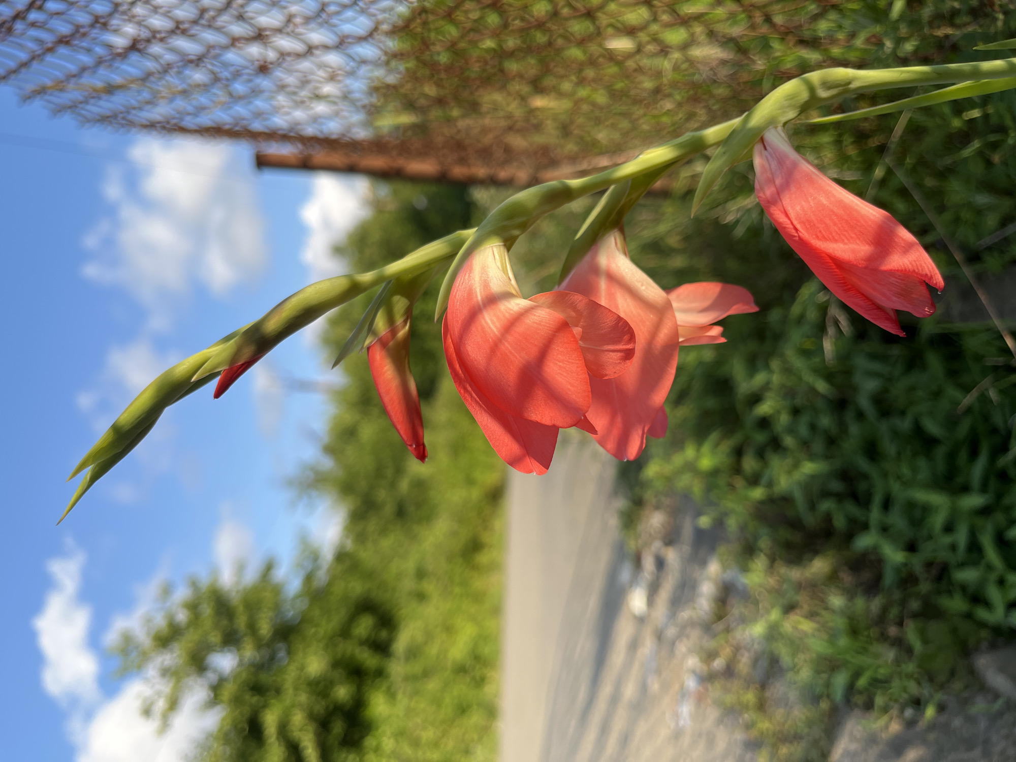 A close-up, low-angle shot captures a single stalk of gladiolus flowers in bloom, with vibrant pink petals catching the warm, late afternoon sun. The flowers are positioned in the foreground, their delicate trumpet-like forms curving gently. The stalk is green and upright, with one prominent bud at the very top.
Behind the flowers, the background is softly blurred, suggesting a natural setting. Lush green foliage, likely trees and bushes, fills the mid-ground. To the right, a rusty chain-link fence with a weathered brown post is visible, its diamond pattern creating a textured backdrop. A paved road or pathway runs horizontally through the scene, casting long shadows from the gladiolus stalk. The sky above is a bright, clear blue, dotted with fluffy white clouds, indicating a pleasant day. The overall impression is one of serene natural beauty, possibly in a rural or semi-rural area bordering a road and adjacent to a property enclosed by a fence. The presence of the road and the fence suggests a location near human habitation or a thoroughfare, yet surrounded by greenery. Given the context of Ureki, Georgia, this scene could be a roadside garden or a patch of wildflowers near the coast, where such fencing is common to demarcate properties or protect against elements. There are no people or animals visible in the frame.