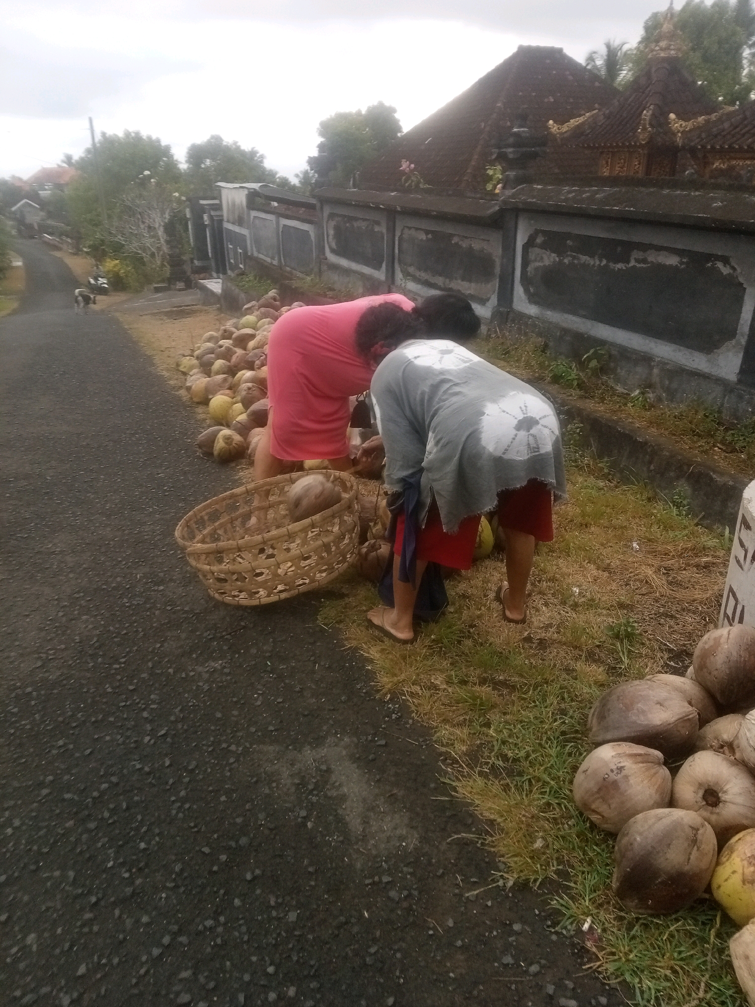 In Mendoyo, Indonesia, two individuals are seen on the side of a paved road. One person, wearing a pink garment, is bent over, facing away from the camera, and appears to be handling a large pile of coconuts. The second person, dressed in a grey shirt and red shorts, is also bent over, with their back to the camera, engaged with the coconuts and a woven basket. A collection of coconuts is spread across the ground and by the roadside, with some in the basket. The environment includes a stone wall with decorative elements, a building with a tiled roof, trees, and grass. The road is dark asphalt, and the sky is overcast.