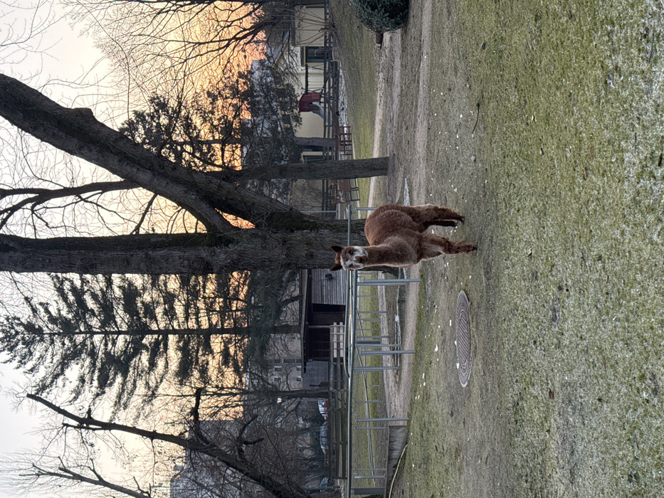 A brown alpaca stretches in a grassy field, a small enclosure behind it. Trees frame the left side of the image, some bare, while others are evergreen. Buildings can be seen in the background, silhouetted against a sunset-colored sky. The field is a mix of green and brown, possibly due to winter conditions.