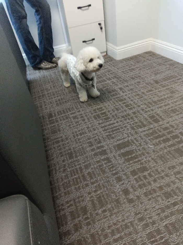 A small, white, fluffy dog, appearing to be a Bichon Frise, stands in an indoor environment on a patterned grayish-brown carpet in Los Angeles, United States of America. The dog wears a light-colored, subtly patterned garment and a dark collar with an identification tag, facing slightly to the right of the frame. To the dog's left, the lower legs and feet of a person are visible; the person wears blue denim jeans and dark, patterned slip-on shoes. In the background, a white two-drawer filing cabinet with black handles and a key inserted into the upper drawer's lock is positioned against a light gray wall featuring white baseboards. The lower left foreground is occupied by a dark-colored, upholstered armrest or side of furniture. The scene suggests an office or commercial interior.
