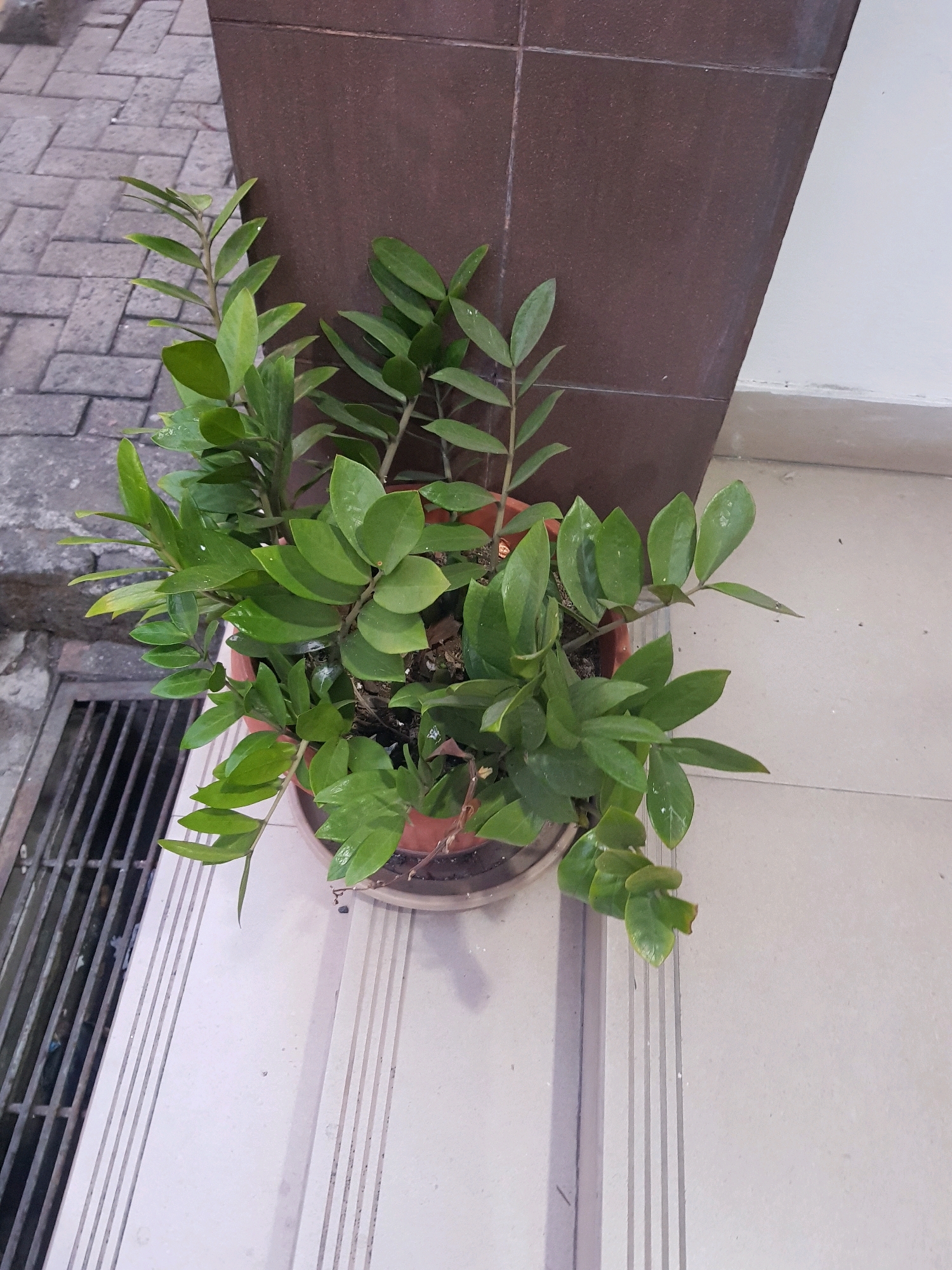 A potted ZZ plant with thick, glossy green leaves is situated on a tiled outdoor step. The plant is in a reddish-brown plastic pot. To the left of the plant, a dark metal grate covers a drainage channel. The background features a dark brown tiled wall and a light-colored tiled facade. The location is identified as Central Jakarta, Indonesia. The scene is static, with no people or actions depicted.