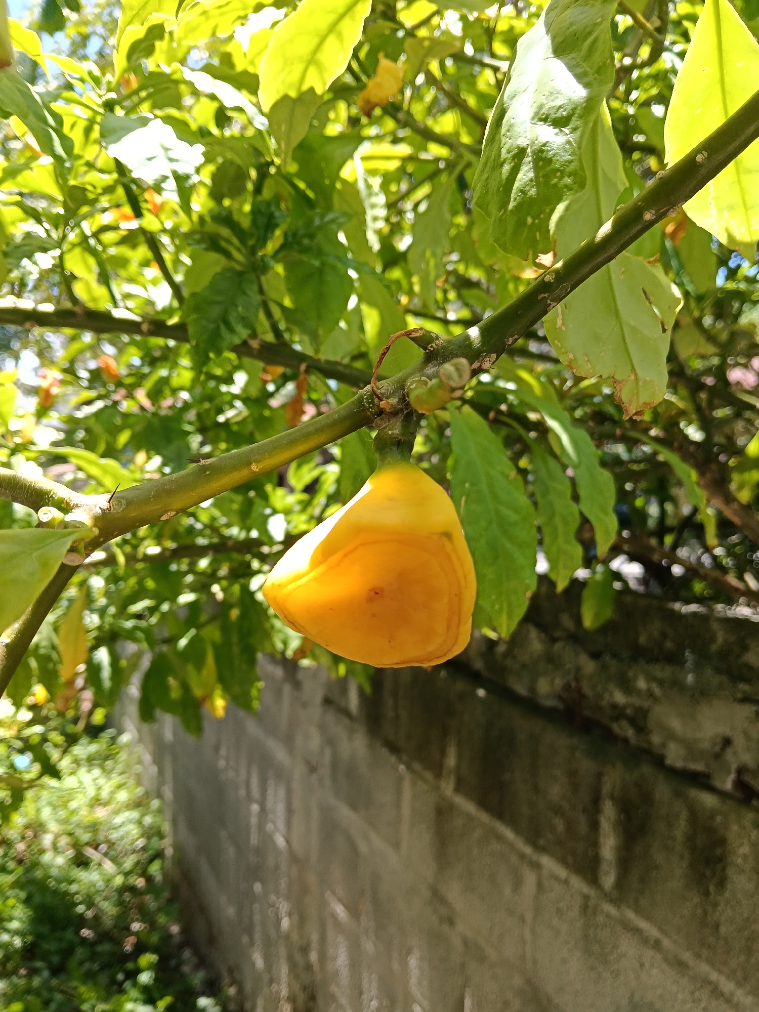 A close-up, low-angle shot captures a vibrant yellow, bell-shaped fruit hanging from a green branch. The fruit is smooth and appears ripe, with a slight sheen. The branch it's attached to is thick and woody, with small, white nodules or buds along its length. Green leaves, some partially obscuring the background, surround the fruit and branch, indicating it's part of a larger plant. In the background, a weathered, grey stone wall with visible mortar lines runs horizontally. To the left of the wall, lush green foliage and some out-of-focus plants create a soft, blurred backdrop, suggesting an outdoor setting. The sunlight dapples through the leaves, casting bright highlights and soft shadows, giving the scene a natural and warm ambiance. The overall impression is of a fruit growing on a tree in a garden or yard, possibly in the city of Banda Aceh, Indonesia, given the context of the request, though this specific location cannot be confirmed from the image alone.