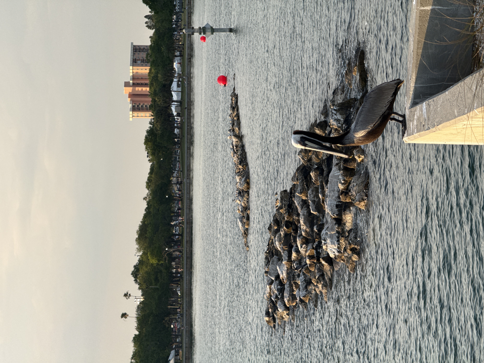 A brown pelican with dark brown and grey plumage, featuring a white and brown head, stands in profile on a concrete seawall in the lower right foreground, facing left. The concrete structure extends from the bottom right corner towards the center. Sparse dry grass is visible immediately to the right of the concrete.
The midground is dominated by the calm, rippled surface of a body of water. Two elongated rock formations, functioning as breakwaters, are partially submerged, extending horizontally across the frame. These formations are composed of various grey rocks, some displaying white deposits. Multiple small white-feathered birds are perched on these rocks. Further into the water on the right, a grey pole structure rises, topped with a small red spherical buoy. A larger, free-floating red spherical buoy is situated to the left of the pole.
The background depicts the waterfront of Saint Petersburg, United States of America. A paved promenade runs along the shore, populated by several indistinct human figures. Behind the promenade, a dense line of green trees, including palm trees, spans the horizon. Above the treeline, a multi-story building with a light reddish-orange facade and white balconies is visible in the upper right. White tents are intermittently present among the trees, suggesting an event. Additional human figures and vehicles are discernible along a road behind the trees. The sky is a pale, hazy yellowish-white, indicative of ambient light.