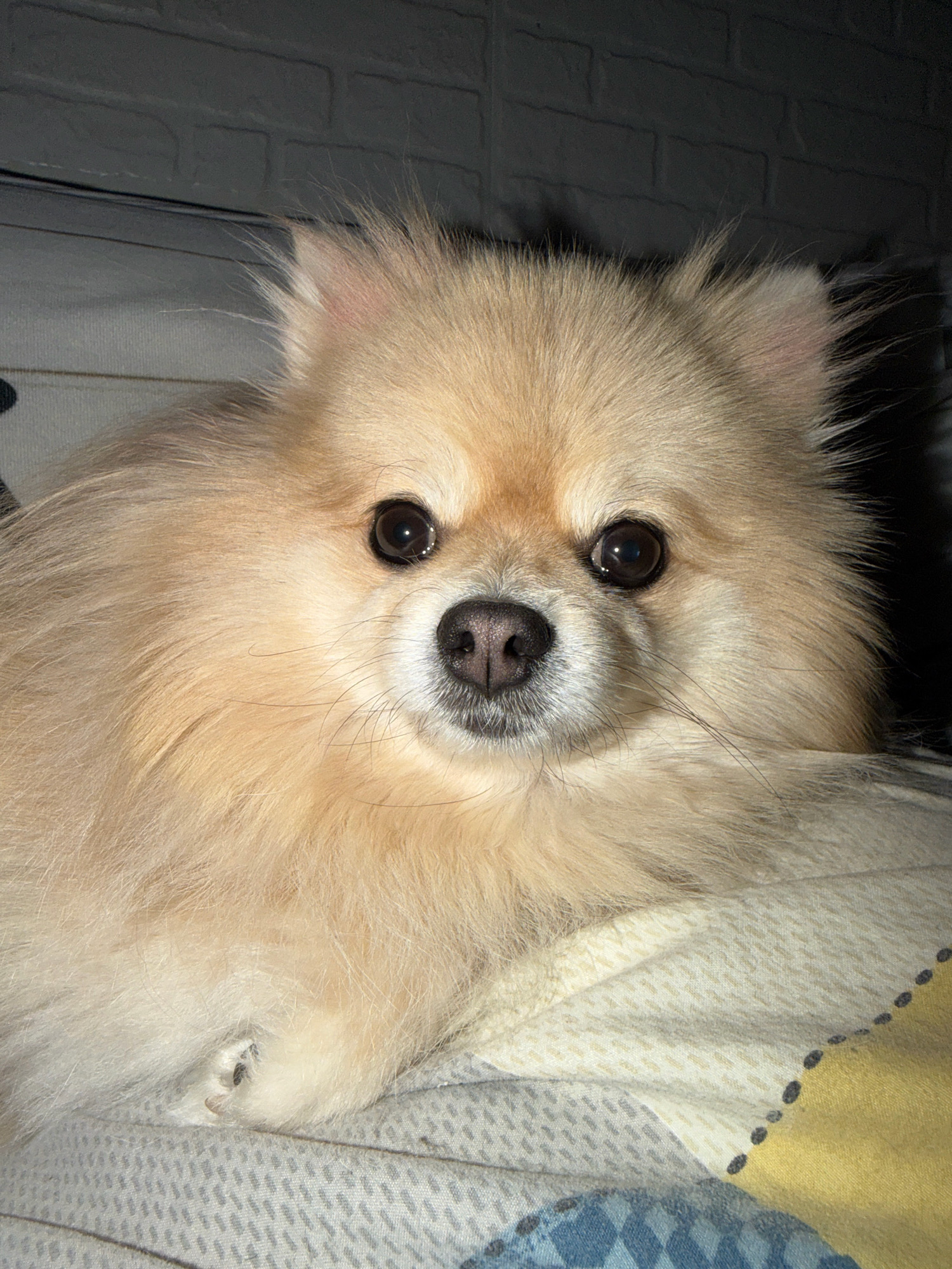 The image is a close-up, head-on shot of a Pomeranian dog. The dog has light beige fur, dark eyes, and a black nose. It is lying down on a patterned fabric surface, which appears to be a blanket or bedspread. The background consists of a dark, brick-like textured surface. The lighting suggests an indoor setting, possibly at night or in a dimly lit room, with a light source illuminating the dog from the front. There is no discernible indication of the city of Tbilisi, Georgia, or any other specific geographic location. The dog's expression is alert and its gaze is directed towards the camera. No other subjects or actions are visible.