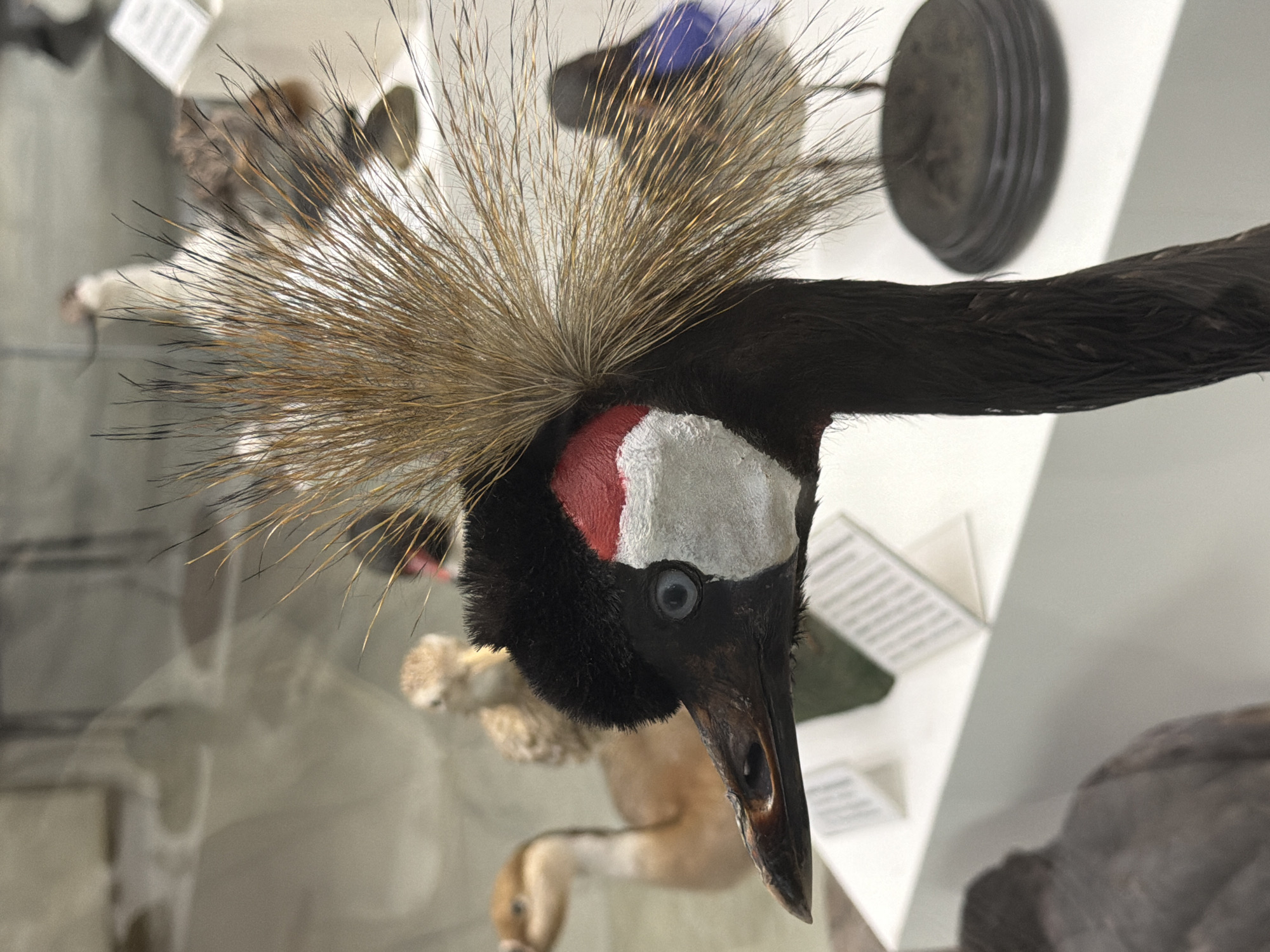 The image is a close-up, upside-down shot of a taxidermied Grey Crowned Crane in what appears to be a museum or educational display. The crane's head and neck dominate the foreground, showcasing its distinctive black, white, and red facial markings, a prominent blue eye, and a crown of golden-brown feathers. The bird's long, dark beak is pointed downwards.
In the background, other taxidermied animals are partially visible, including what looks like a small mammal or bird to the left and the tail feathers of another bird to the right. The setting is a brightly lit indoor space with white walls and display elements like a round, dark object mounted on the wall and some white informational cards with text, though the text itself is not legible. The lighting suggests an indoor environment, possibly during the day. There are reflections in a glass enclosure, indicating the specimens are behind protective glass. The overall impression is of a carefully curated exhibit.