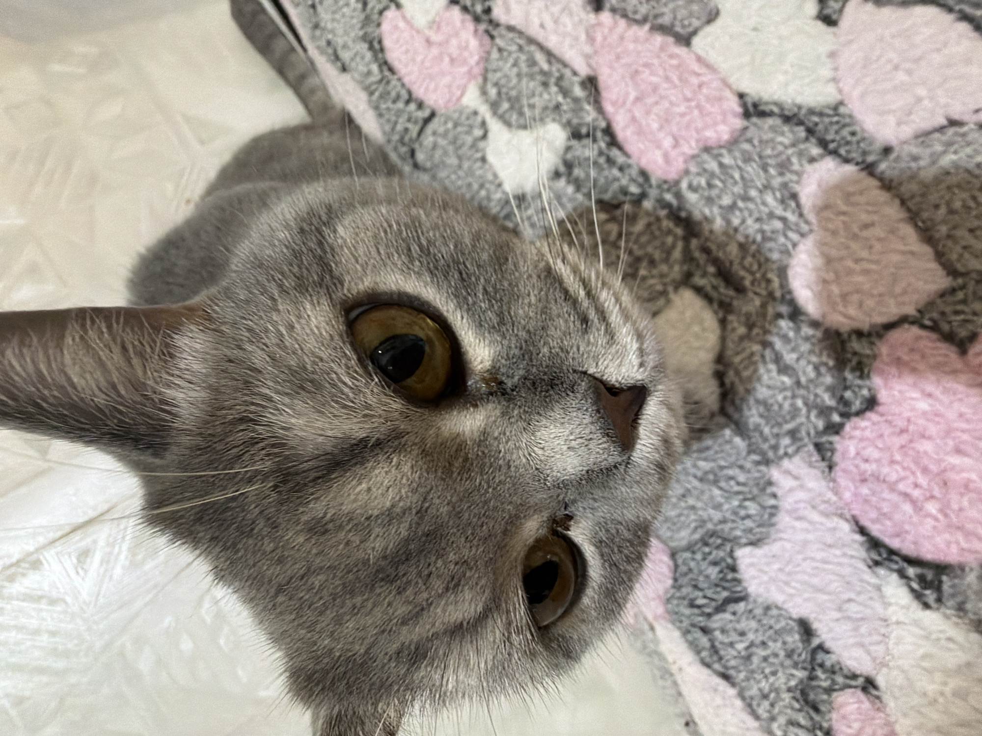 An close-up, high-angle shot captures a domestic grey tabby cat, likely a British Shorthair or similar breed, looking directly at the camera with large, intense amber-brown eyes. The cat's fur is a mix of light and dark grey, with subtle tabby markings visible on its forehead and around its eyes. Its whiskers are prominent, extending outwards from its snout.
The cat is positioned against a soft, light-colored surface, possibly a bedsheet or plain blanket, on the left side of the frame. To the right, a textured blanket with a pattern of pink, white, and grey heart shapes provides a contrasting background. The fabric of the blanket appears plush and soft. The cat's head and a portion of its body are visible, suggesting it is either lying down or resting comfortably.
The activity depicted is the cat observing or engaging with something (or someone) above it, indicated by its upward gaze. Its expression appears curious and focused. The lighting suggests an indoor setting, likely during the day or evening with artificial light. There are no visible location cues within the image itself, though the provided context indicates the location is Perm, Russia. No text is visible in the image.