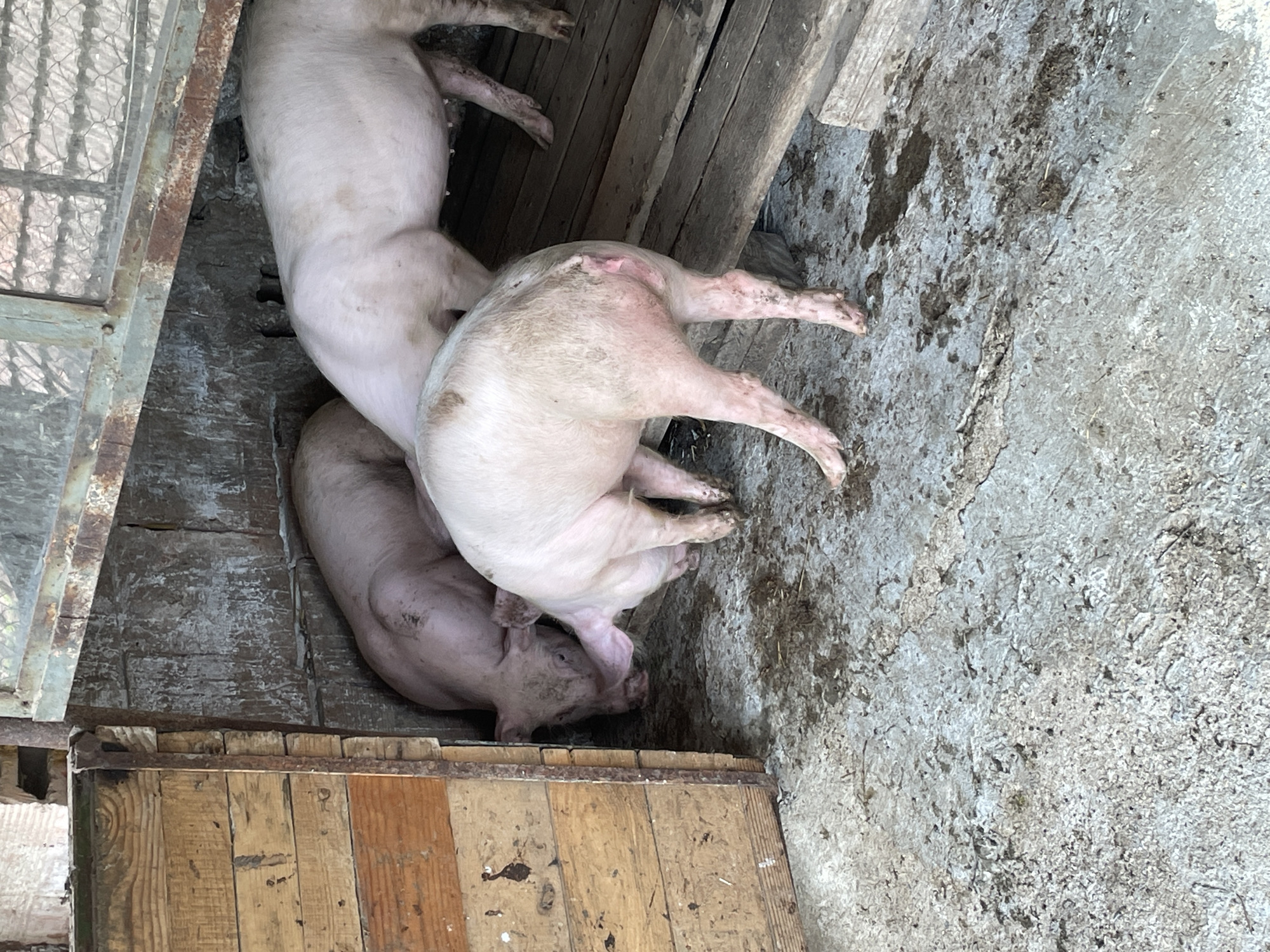 The image shows three pigs in an enclosure. The pigs appear to be in a farm or rural setting, perhaps in Zlatograd, Bulgaria. The enclosure is constructed of wood and metal. The pigs are lying down, possibly resting. The environment is utilitarian, with mud and dirt present.