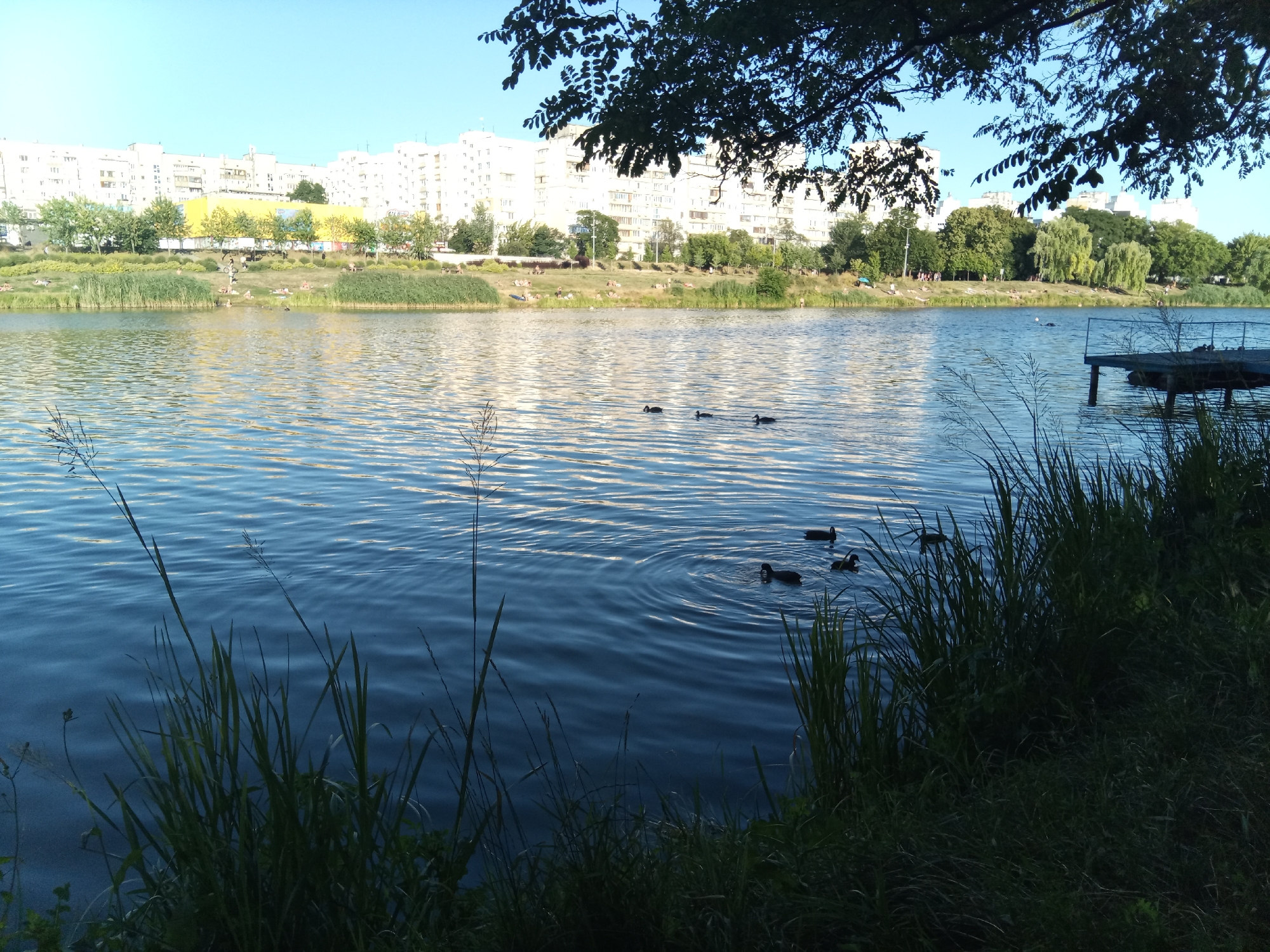The image depicts a scenic view of a lake in Kyiv, Ukraine, under a clear blue sky. In the background, a line of apartment buildings forms the urban backdrop, with trees and green spaces interspersed between them. The lake is calm, with gentle ripples on its surface, reflecting the sunlight. Several ducks are swimming in the water, creating small circles around them. On the right side of the lake, a wooden pier extends into the water, adding a touch of man-made structure to the natural landscape. The foreground is dominated by tall green grass and reeds, suggesting the edge of the lake or a park area. The overall atmosphere is tranquil and picturesque, characteristic of a peaceful urban park setting.