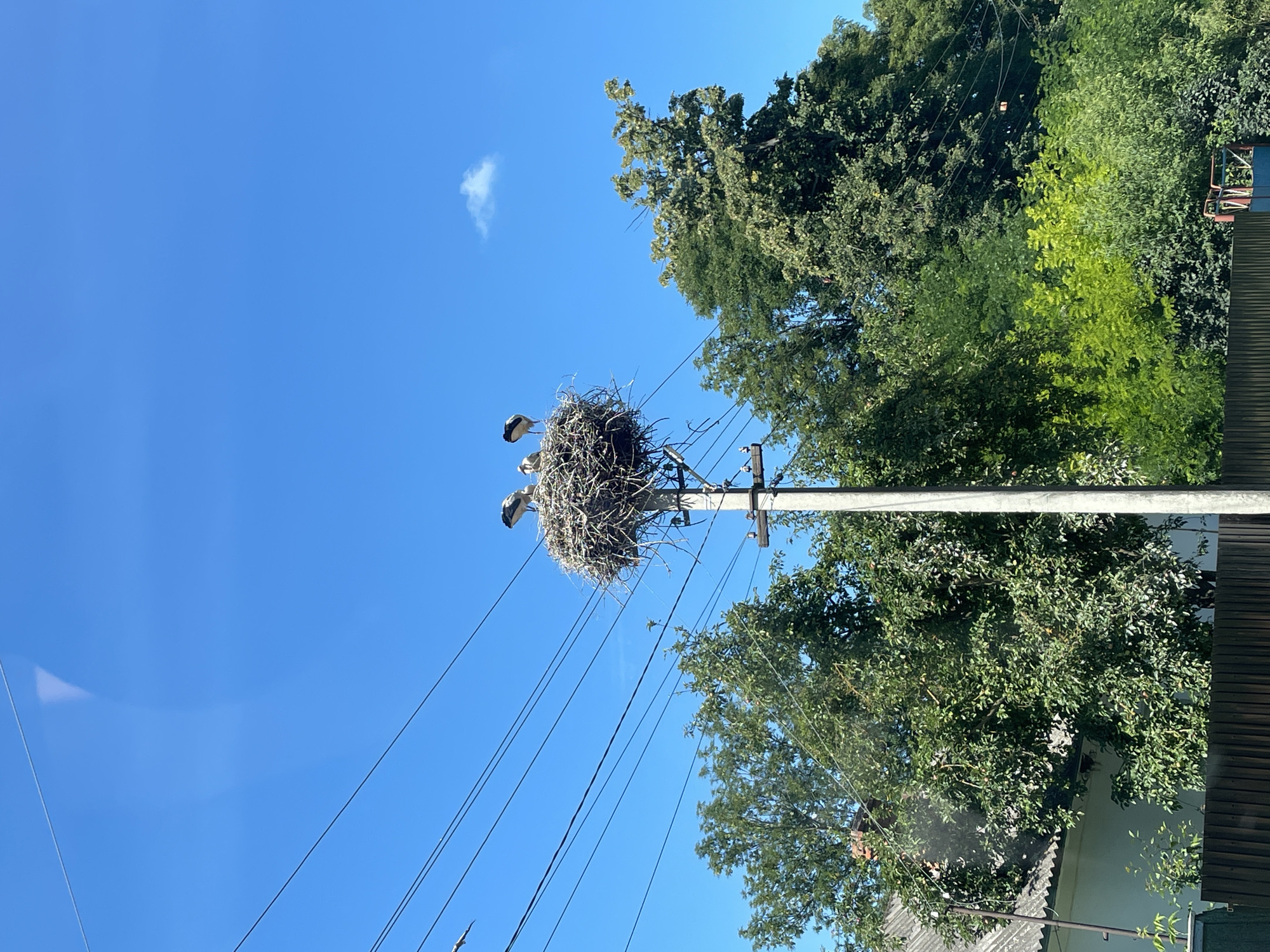 A bird's nest, constructed of twigs and debris, is situated atop a utility pole in Volovodivka, Ukraine. Three storks are visible within the nest; one is standing, facing to the right, while the other two are perched closer together, facing towards the left. The nest is surrounded by a clear blue sky, with a few wispy clouds present. Several power lines crisscross the frame above and around the nest. Lush green trees and a portion of a building with a grey roof are visible in the background, with a dark wooden fence in the foreground.