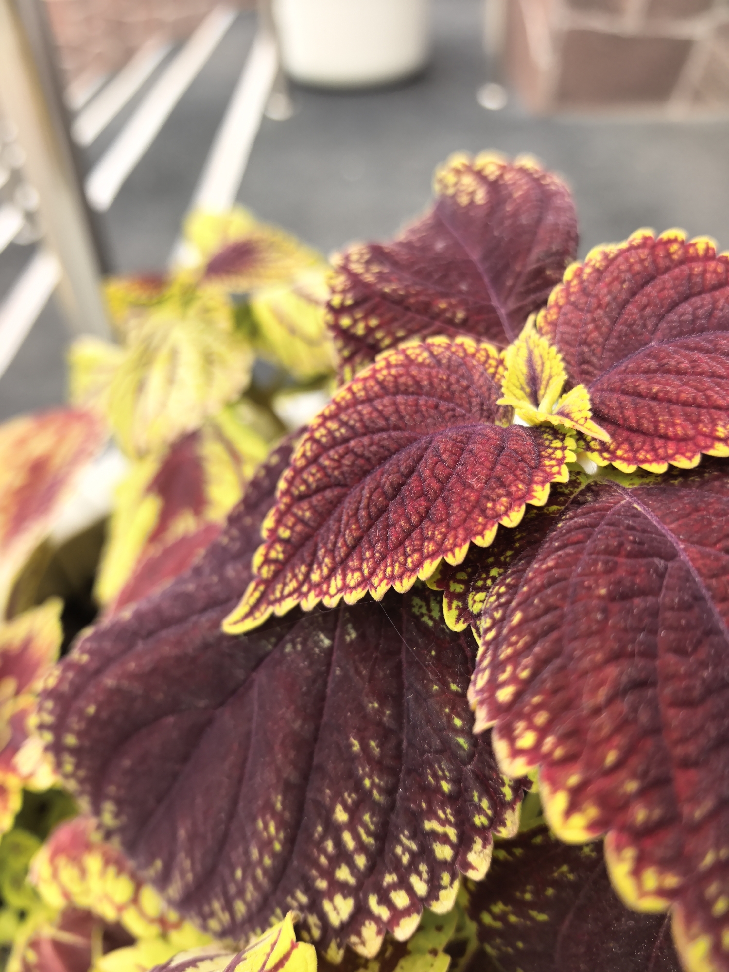 This close-up photograph features the vibrant, variegated leaves of a plant, likely a type of Coleus, prominently displayed in the foreground. The primary subjects are the numerous leaves, characterized by their striking coloration. Each leaf exhibits a rich, deep reddish-purple or maroon center that gradually transitions into a bright, almost neon, yellow-green margin. The yellow-green color also appears as speckles or veins within the darker central area of many leaves.
The leaves have a textured, somewhat ruffled appearance, especially along their edges, which are distinctly serrated. The venation on the leaves is visible, creating intricate patterns across their surfaces. A new, smaller leaf or shoot at the top center of the composition showcases the same distinctive color pattern.
The background is significantly blurred, creating a shallow depth of field that isolates the plant as the main focus. Hints of lighter and darker elements are visible in the soft-focus background; in the upper left, there appear to be blurred diagonal light stripes against a darker surface, possibly a railing or a piece of furniture. No specific activity is depicted, as the image captures a static plant. The lighting appears natural and soft, highlighting the intense colors of the foliage without casting harsh shadows. There is no visible text.