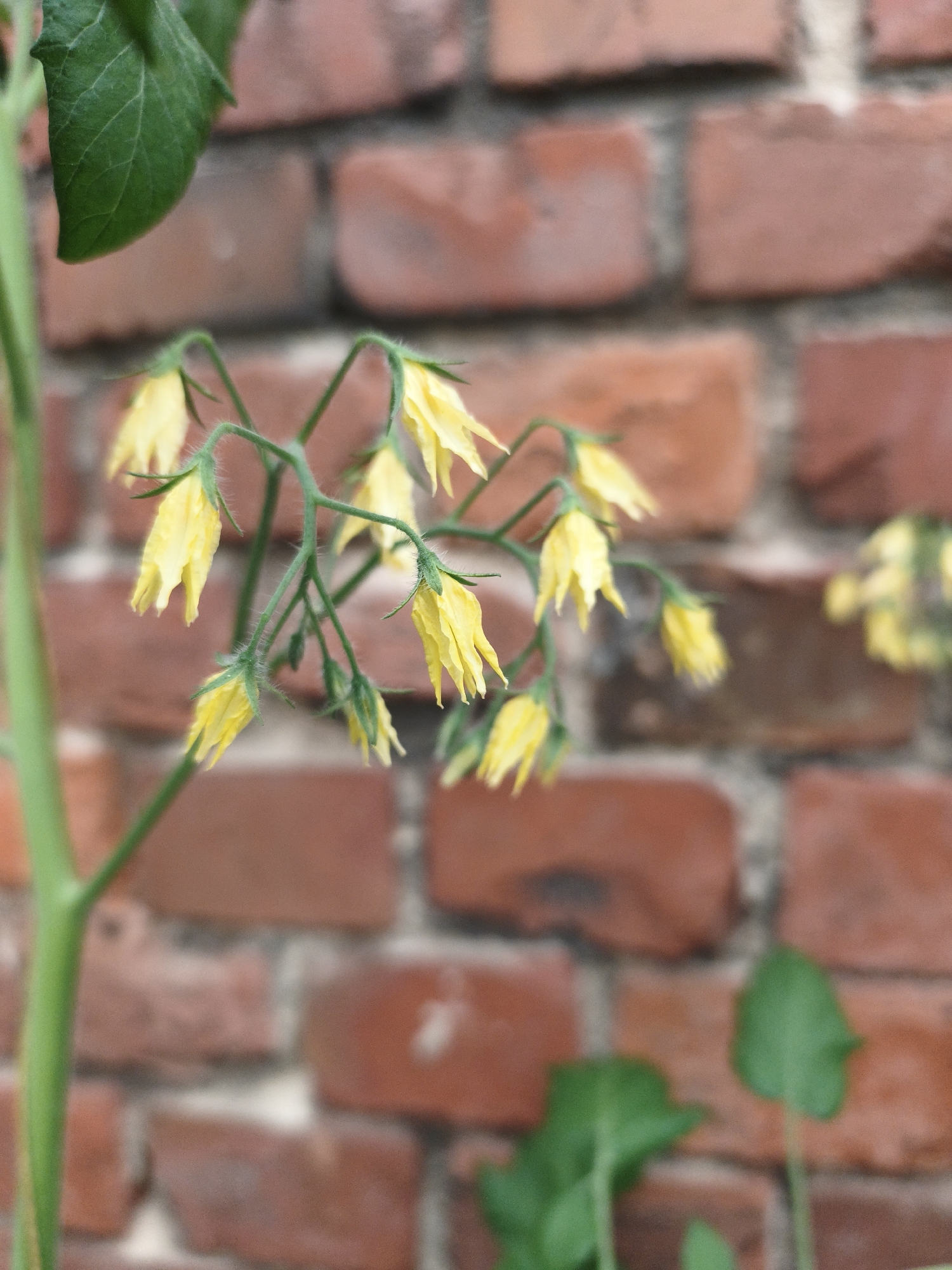The image displays a close-up view of a cluster of small, bell-shaped yellow flowers with delicate green stems, against a blurred background of red brick. The flowers are slightly droopy and have pointed tips. Some are fully open, while others appear to be buds. The stems are thin and fuzzy, suggesting they are from a young plant. A large green leaf is visible in the upper left corner, also out of focus. The brick wall behind the flowers is composed of roughly textured, reddish-brown bricks, some with lighter mortar in between. The lighting suggests an outdoor setting, possibly a garden or a wall with climbing plants. There are no people or animals present in the image, nor any identifiable structures or landmarks that would allow for pinpointing a location within Liepaja, Latvia. The scene is purely botanical and architectural in its elements.